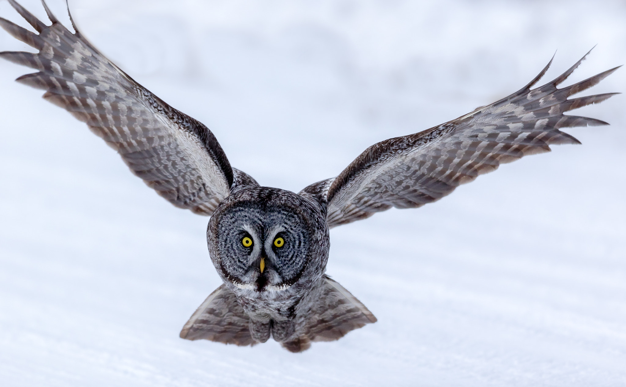Canon EOS 7D Mark II + Canon EF 300mm F2.8L IS II USM sample photo. Great gray owl photography
