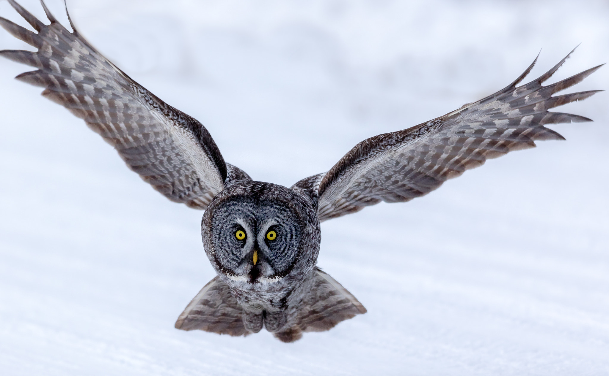 Canon EF 300mm F2.8L IS II USM sample photo. Great gray owl photography
