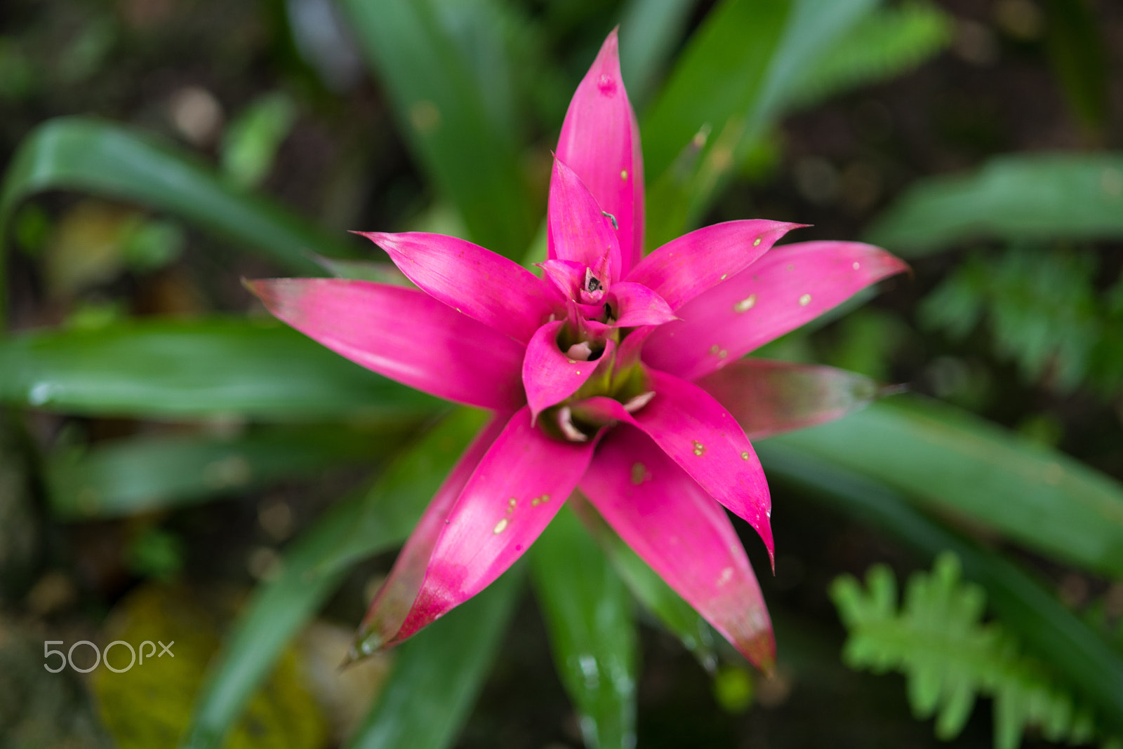 Nikon D750 + AF Micro-Nikkor 105mm f/2.8 sample photo. Fjd_1538.jpg photography