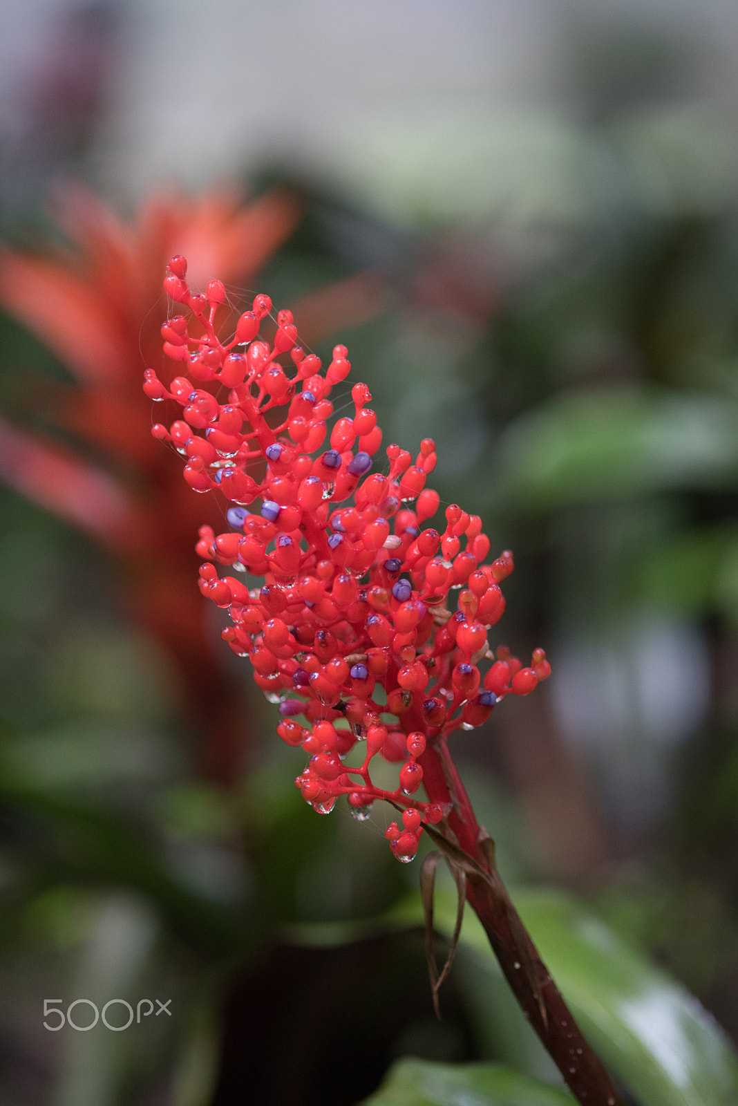Nikon D750 + AF Micro-Nikkor 105mm f/2.8 sample photo. Fjd_1492.jpg photography