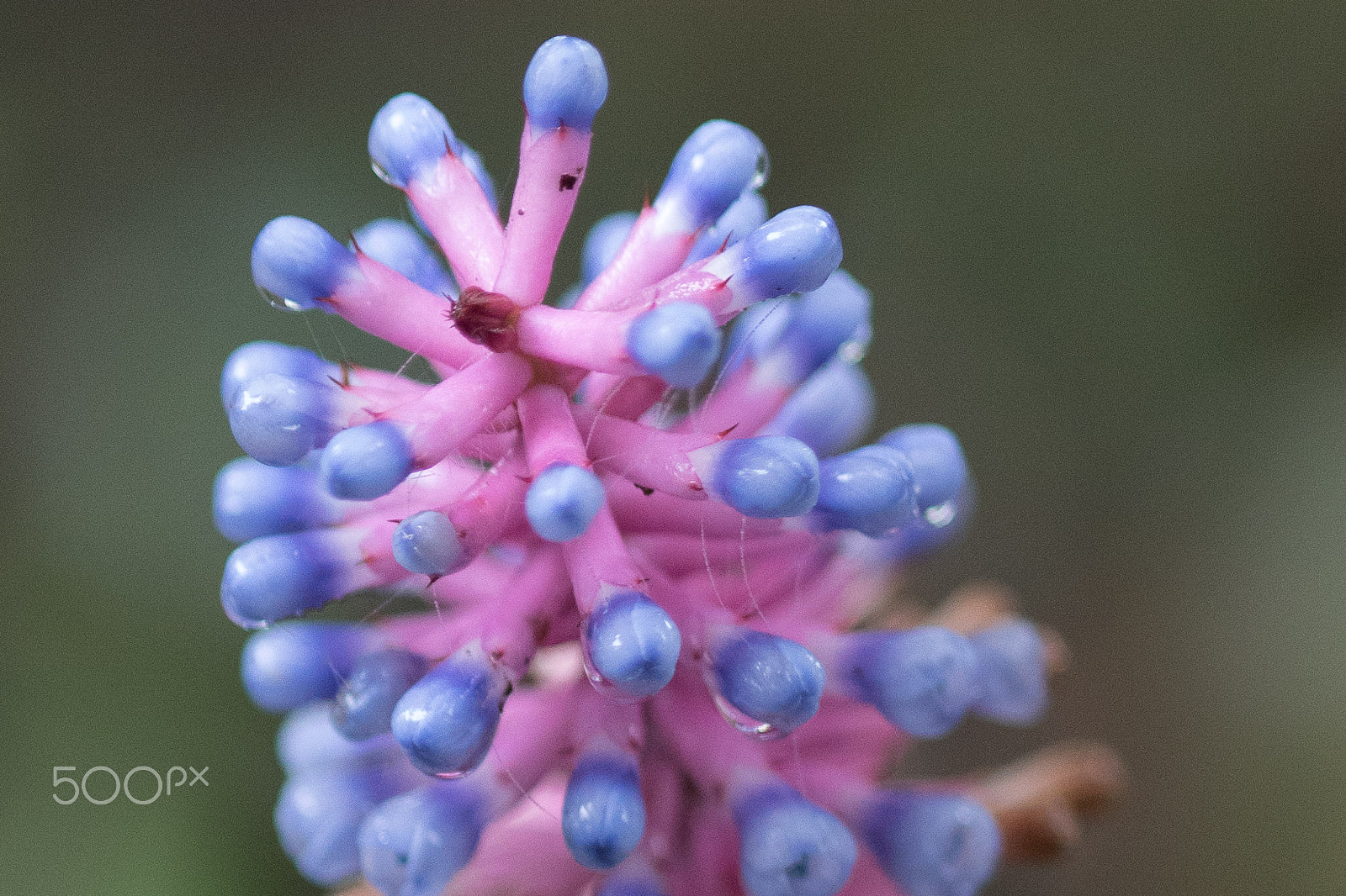 Nikon D750 + AF Micro-Nikkor 105mm f/2.8 sample photo. Fjd_1489-2.jpg photography
