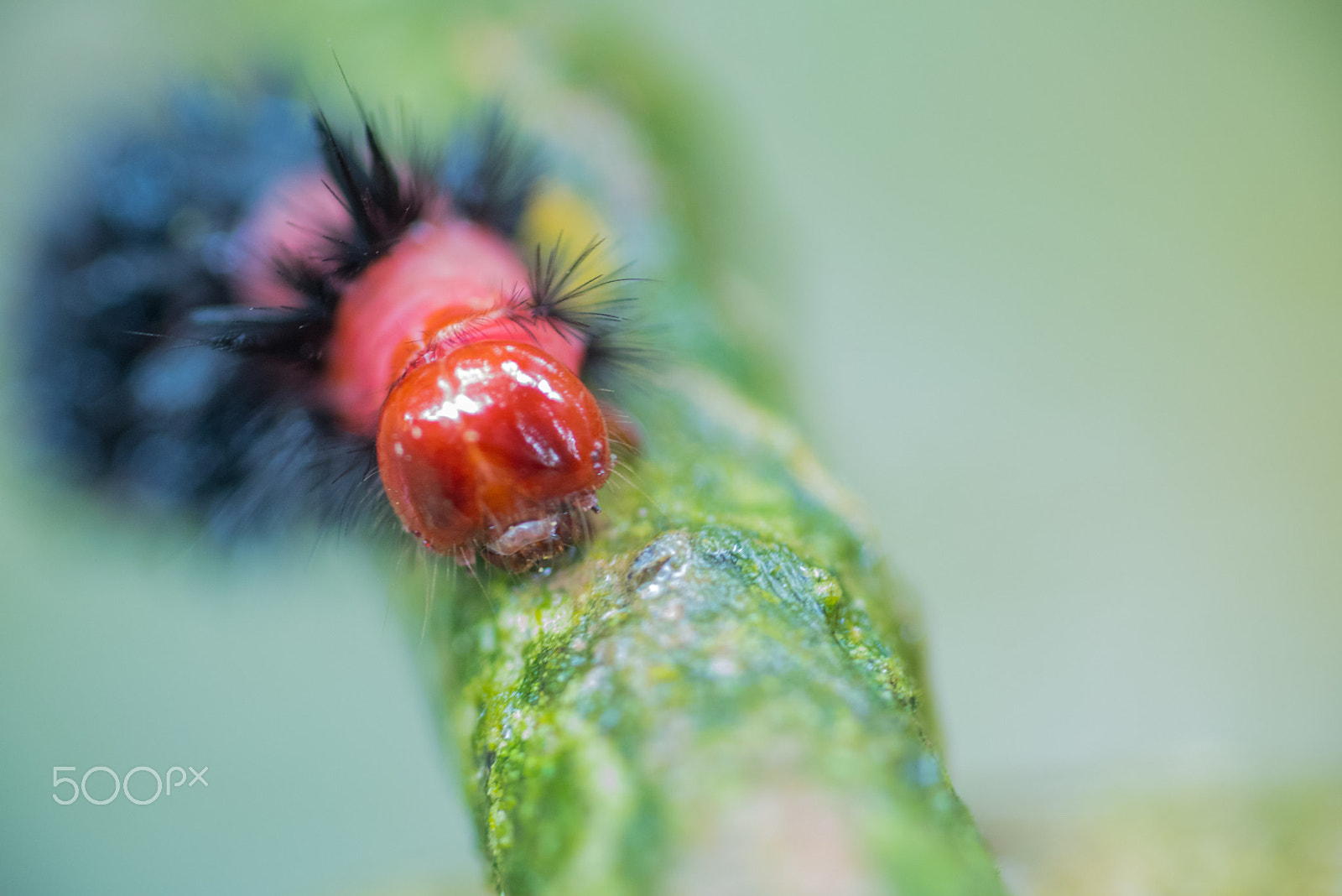 Nikon D750 + AF Micro-Nikkor 105mm f/2.8 sample photo. Fjd_1612.jpg photography
