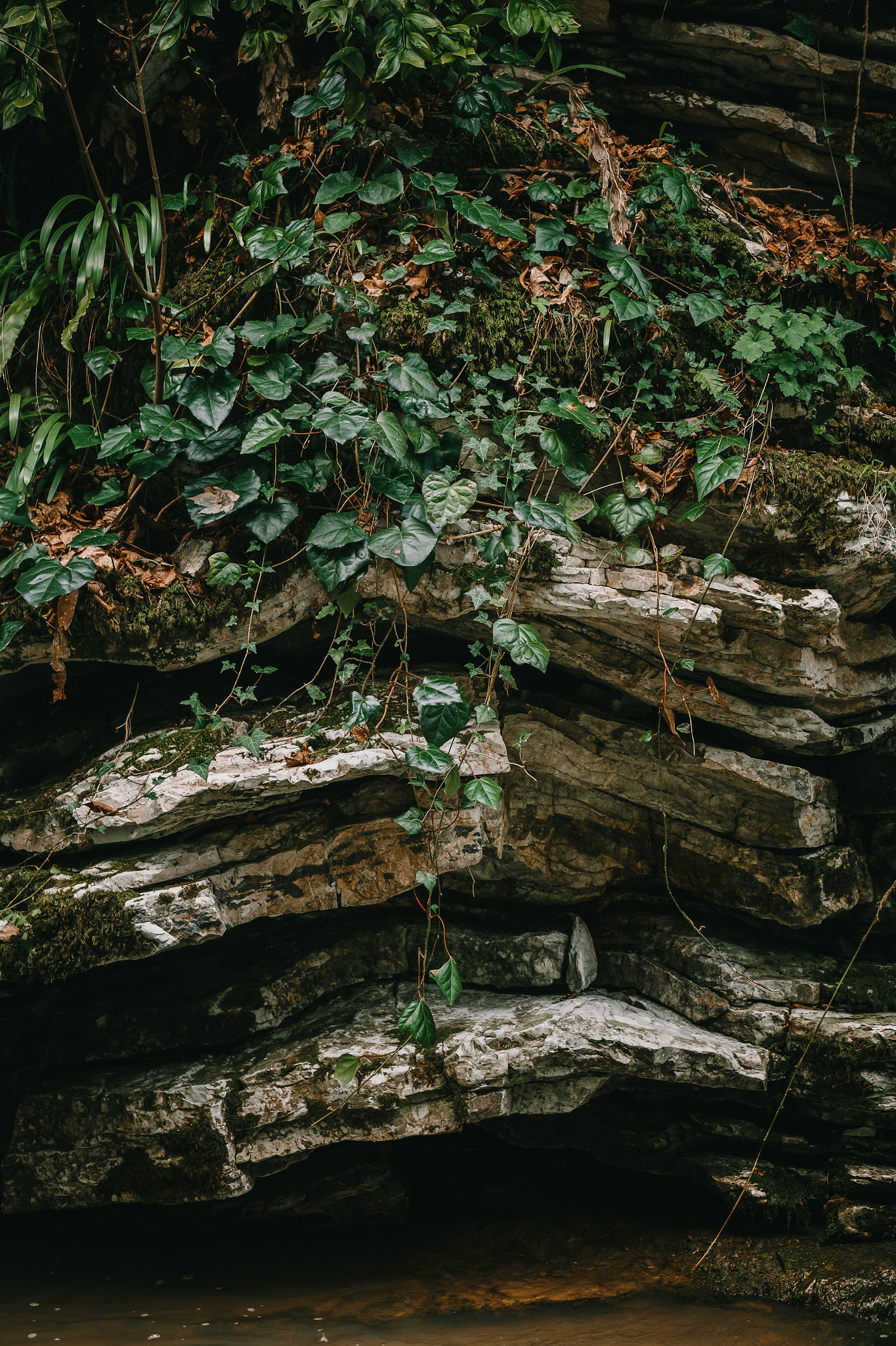 Fujifilm XF 50-140mm F2.8 R LM OIS WR sample photo. Growth on the rocks photography