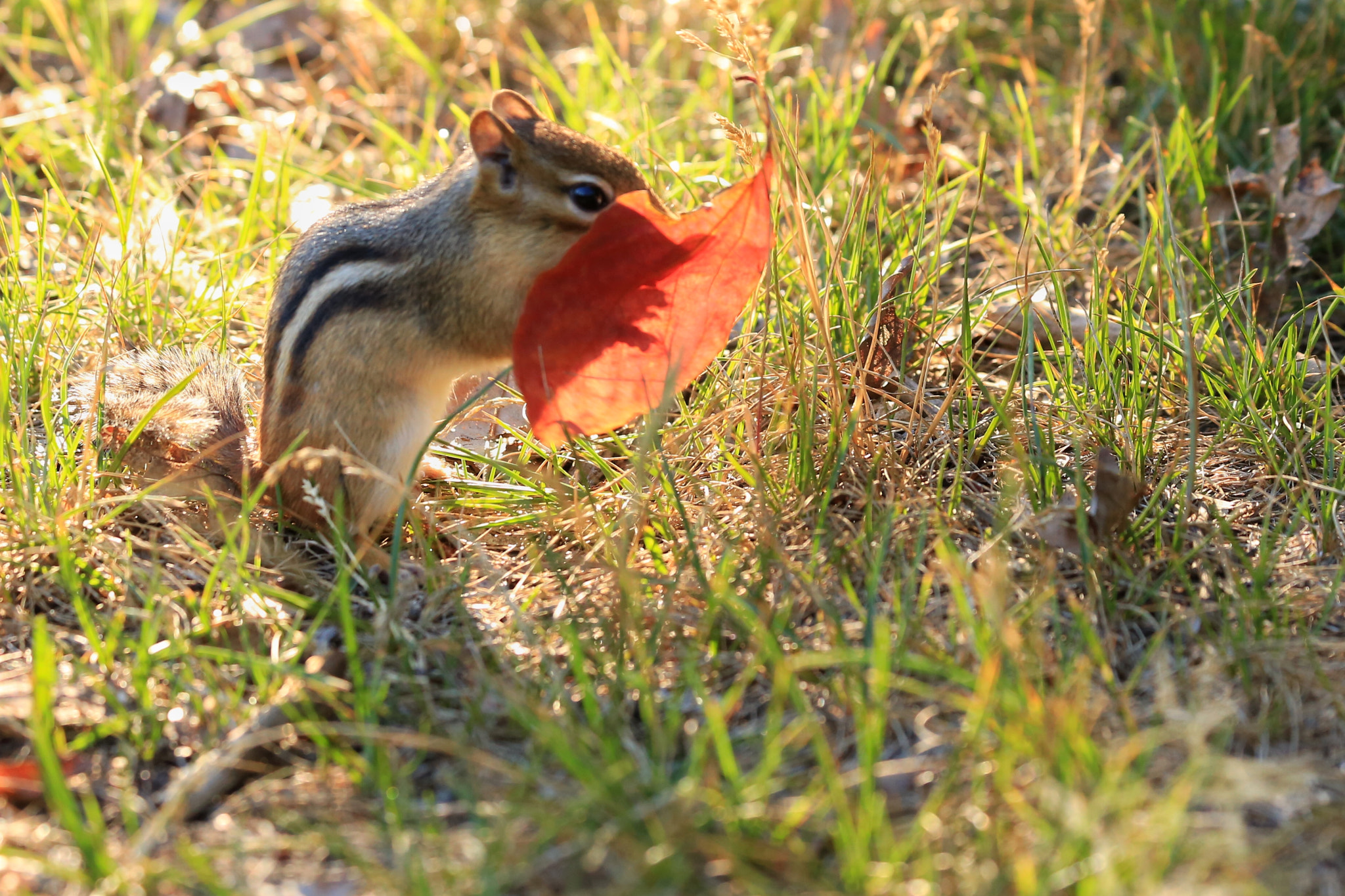 Canon EF 70-300mm F4-5.6 IS USM sample photo