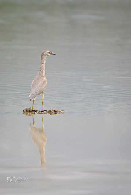 Nikon D80 + AF Nikkor 300mm f/4 IF-ED sample photo. Hawaii heron reflections photography