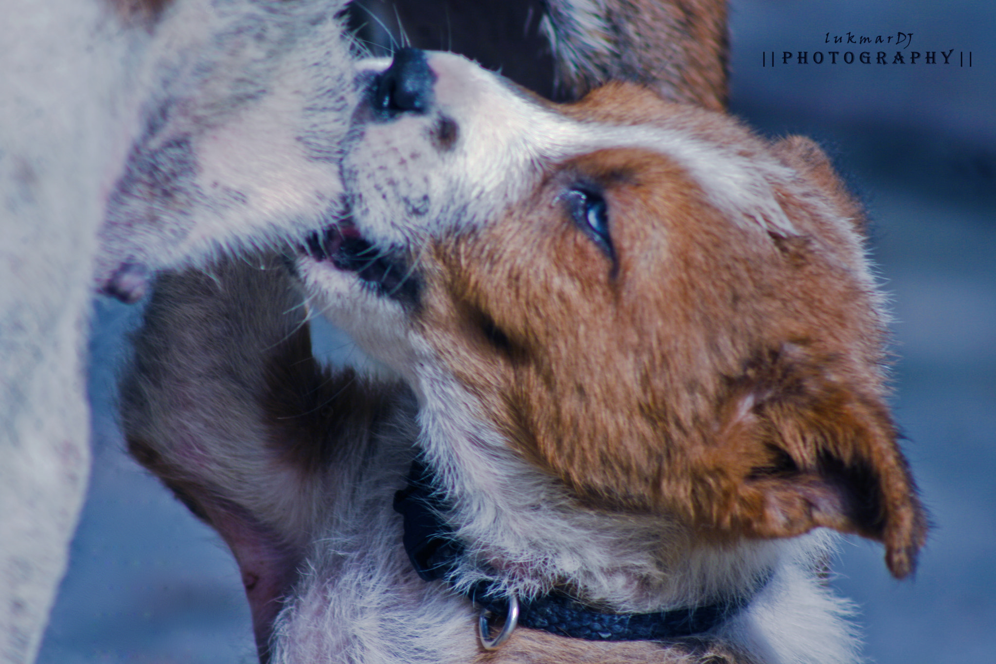 Canon EF 75-300mm f/4-5.6 USM sample photo. Love photography