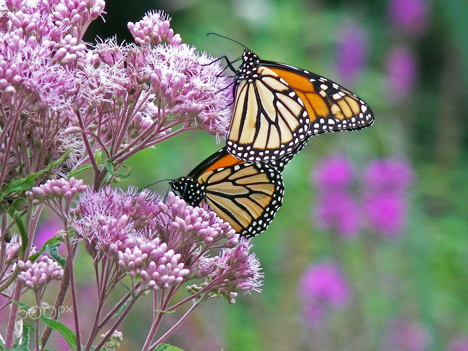 Kodak P850 ZOOM DIGITAL CAMERA sample photo. Monarch butterflies on milkweed photography