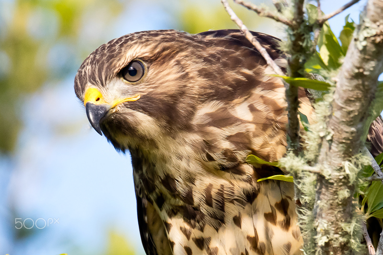 Canon EF 500mm F4L IS II USM sample photo. 5dsr0203.jpg photography