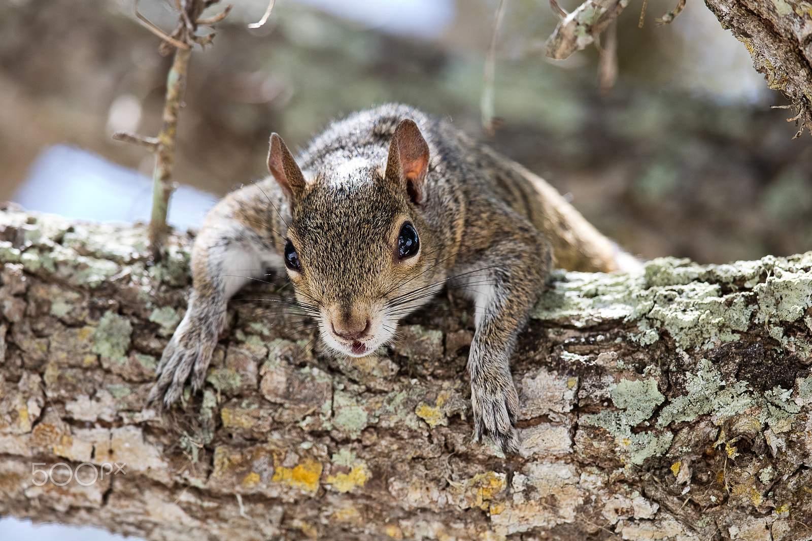 Canon EOS 5DS R + Canon EF 500mm F4L IS II USM sample photo. 5dsr0030.jpg photography