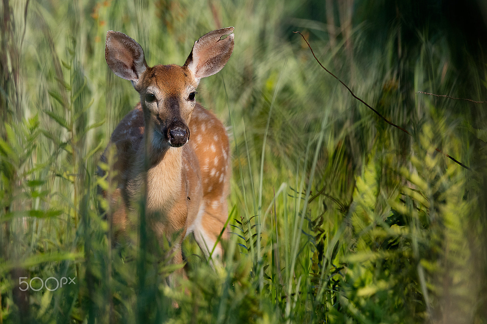 Canon EF 500mm F4L IS II USM sample photo. 5dsr1253.jpg photography