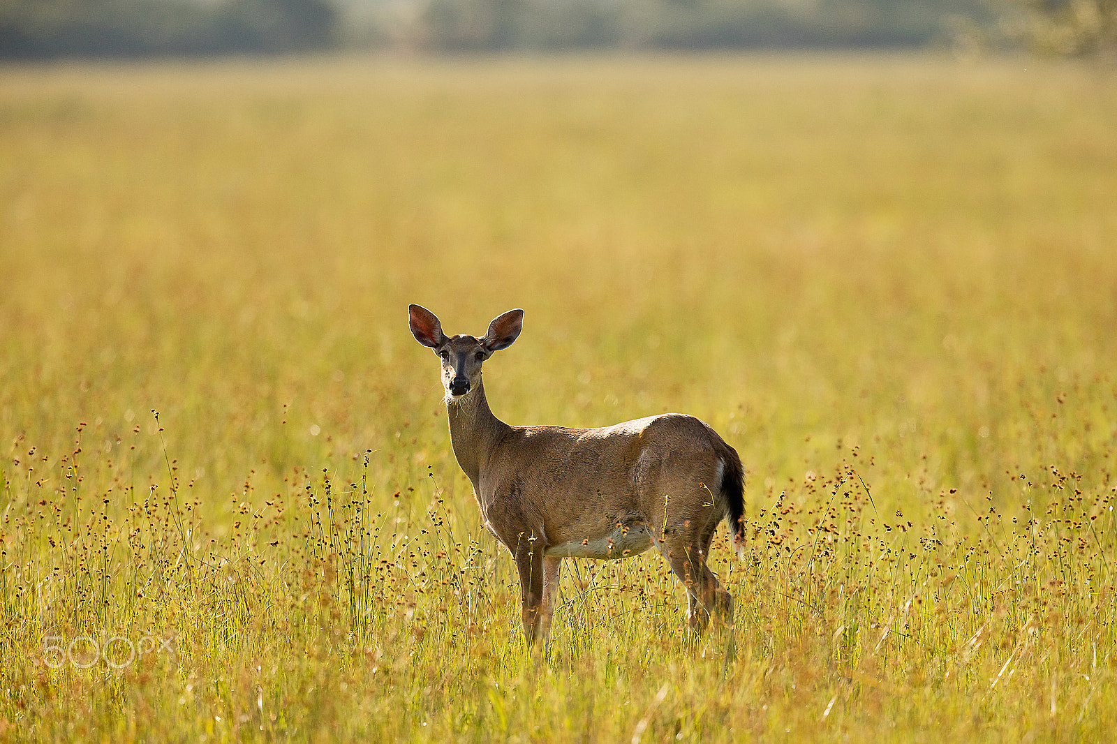 Canon EF 500mm F4L IS II USM sample photo. 5dsr1243.jpg photography