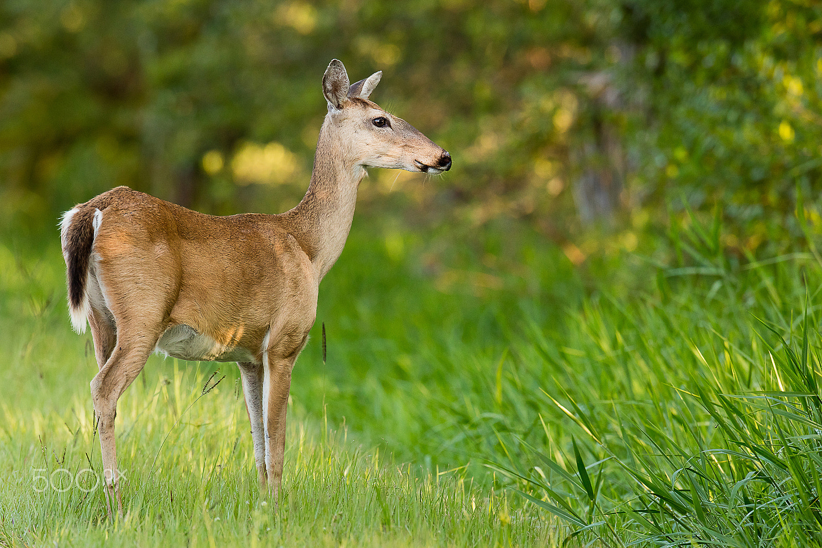 Canon EF 500mm F4L IS II USM sample photo. 5dsr1274.jpg photography