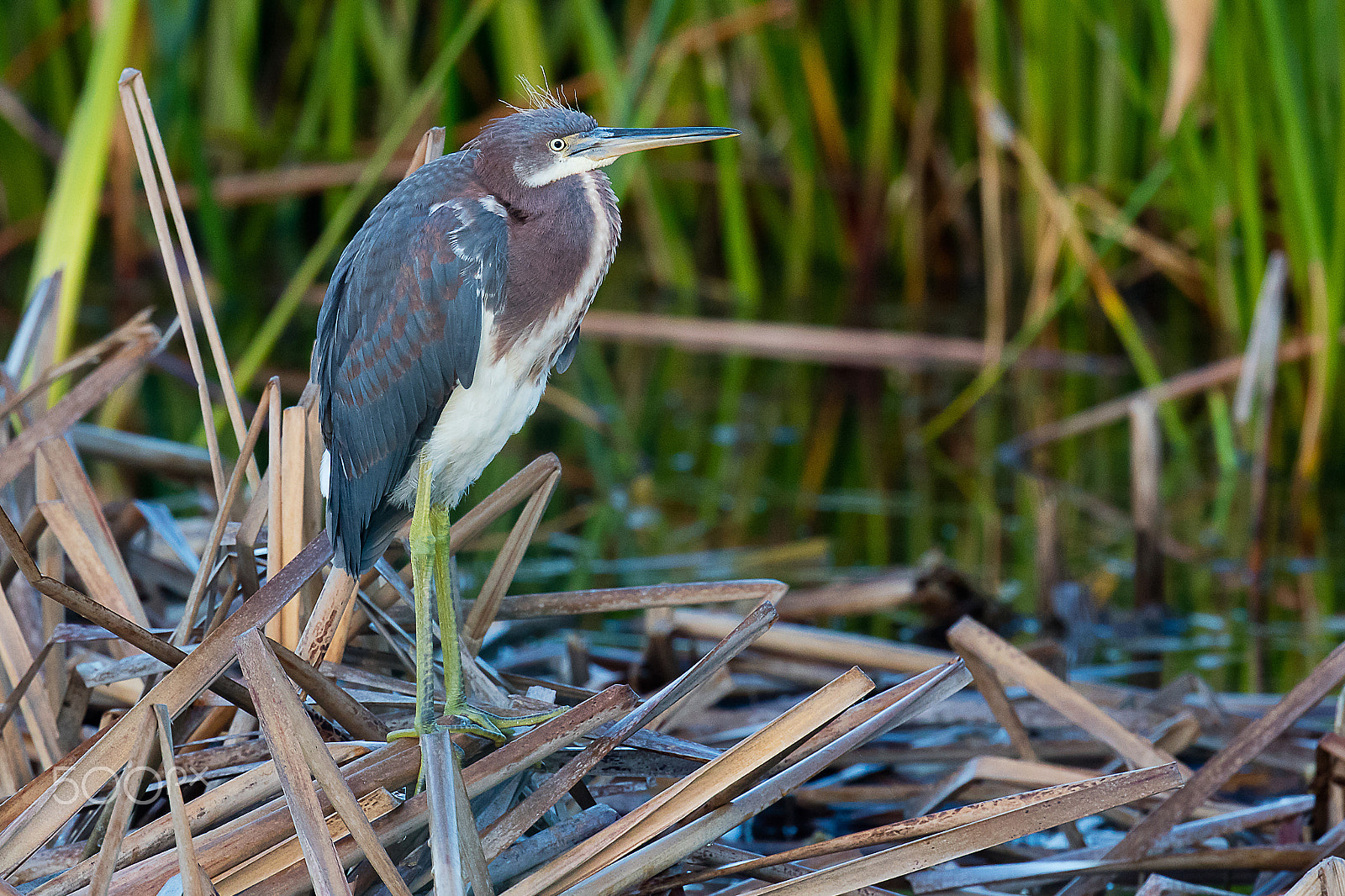 Canon EF 500mm F4L IS II USM sample photo. 5dsr1279.jpg photography