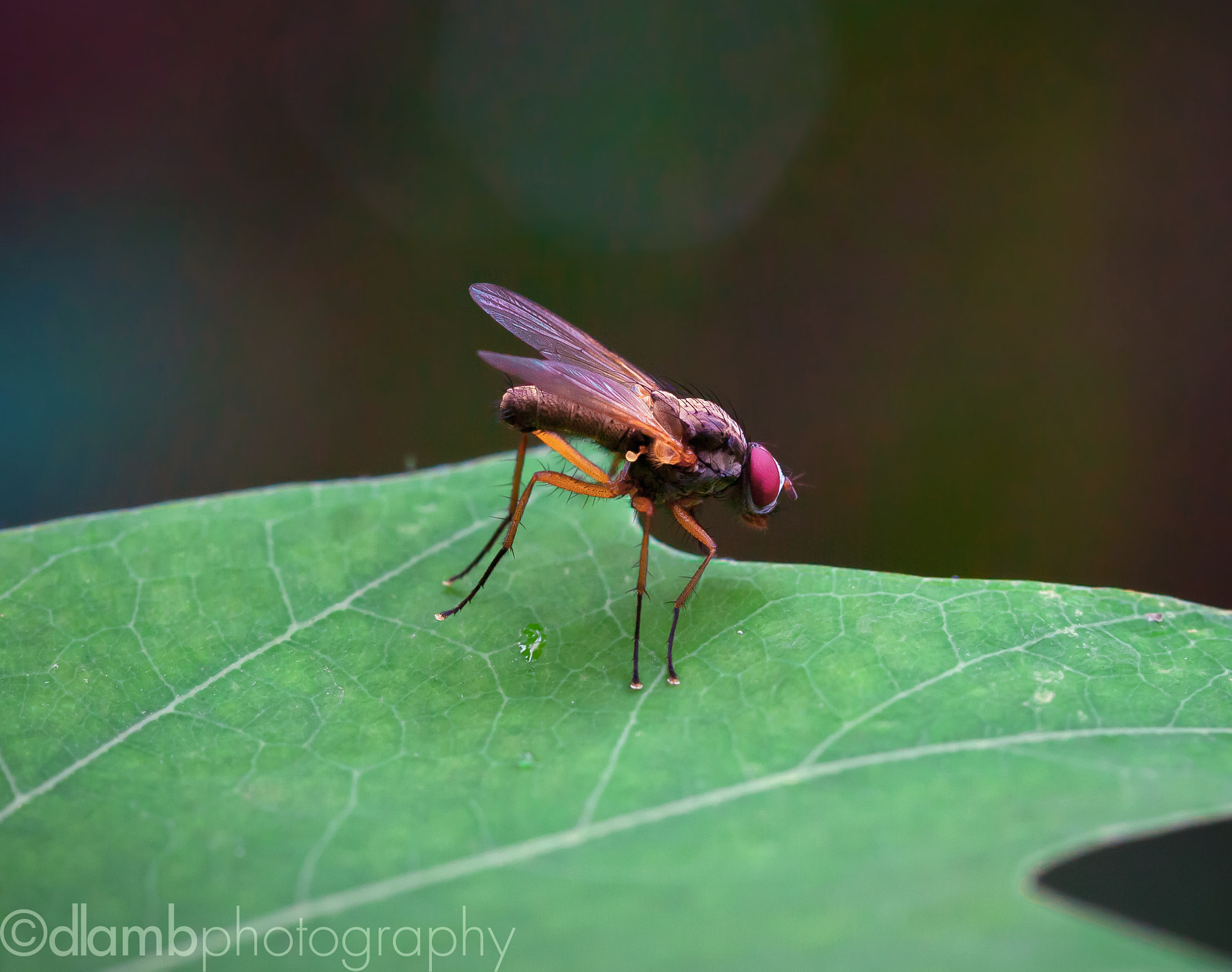 Canon EF-S 60mm F2.8 Macro USM sample photo. Upon closer inspection photography