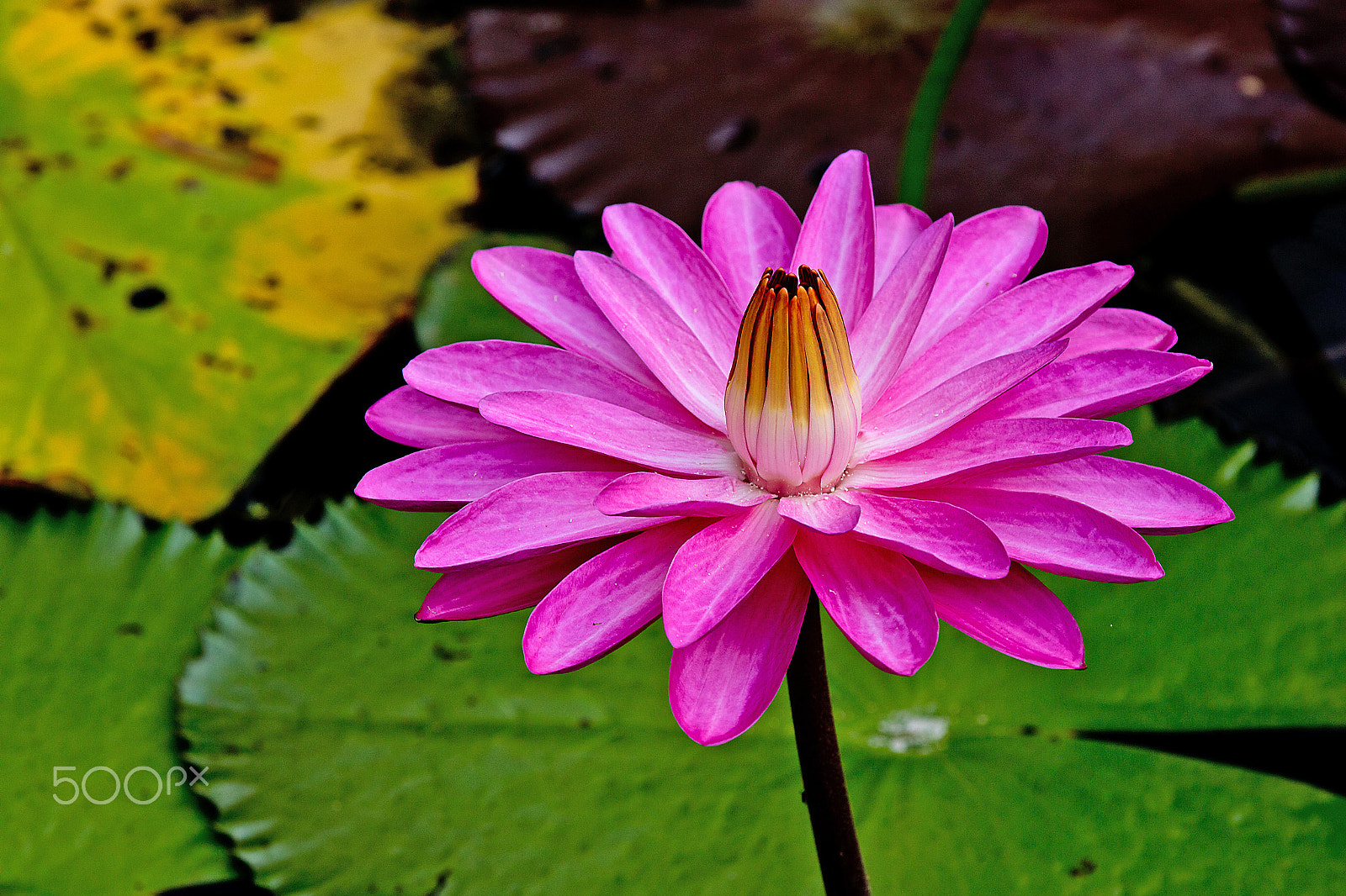 Canon EOS 5DS R sample photo. 5dsr1623.jpg photography