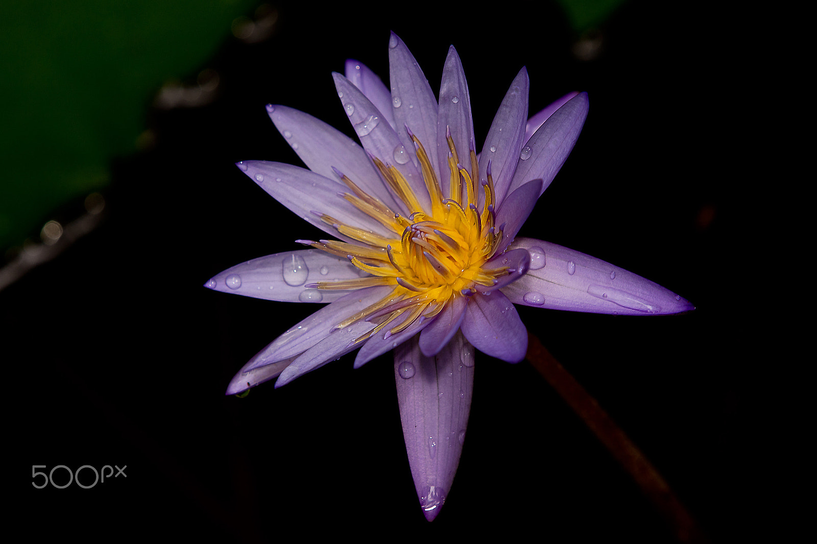 Canon EOS 5DS R sample photo. 5dsr1787.jpg photography