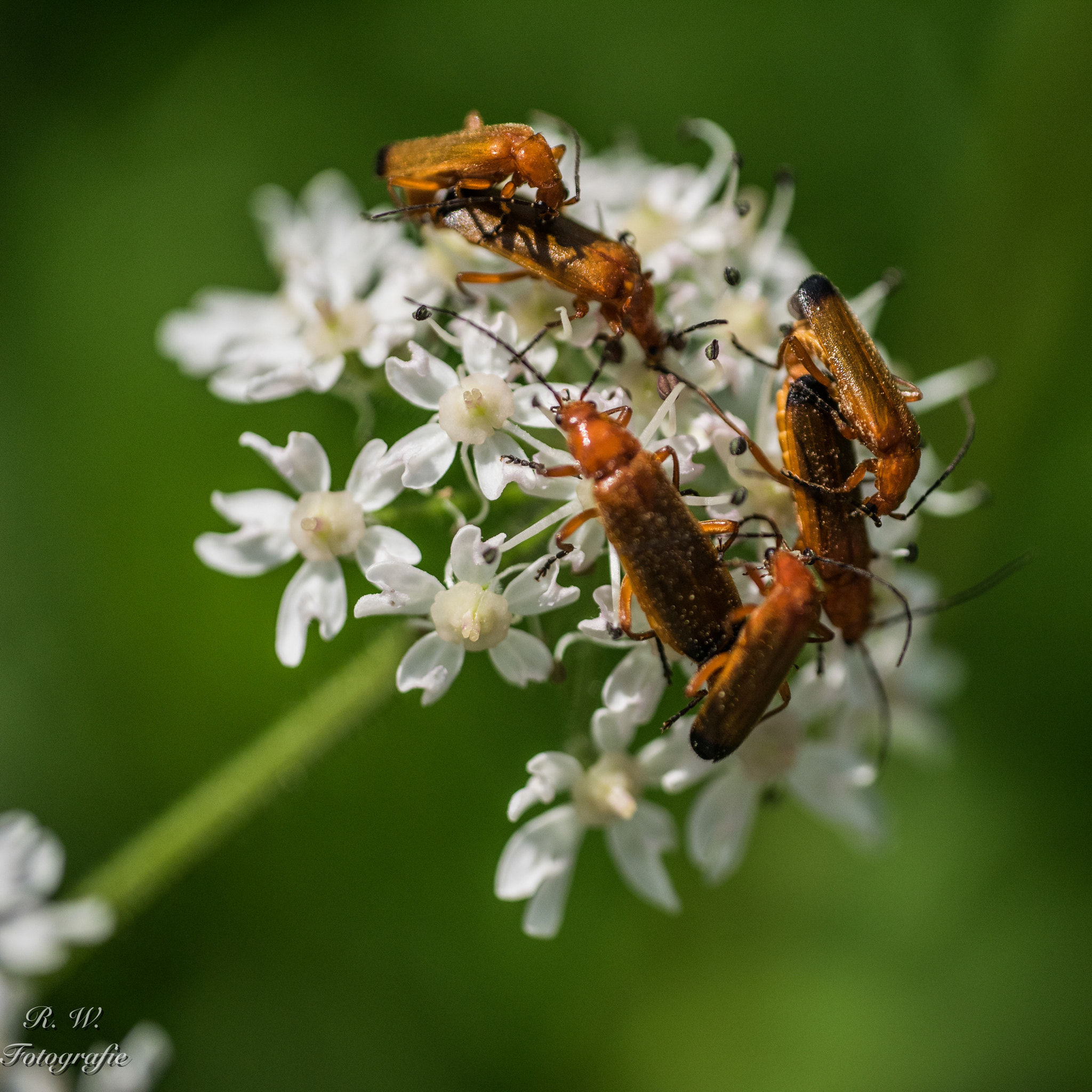 Panasonic Lumix DMC-GM1 sample photo. Full house photography