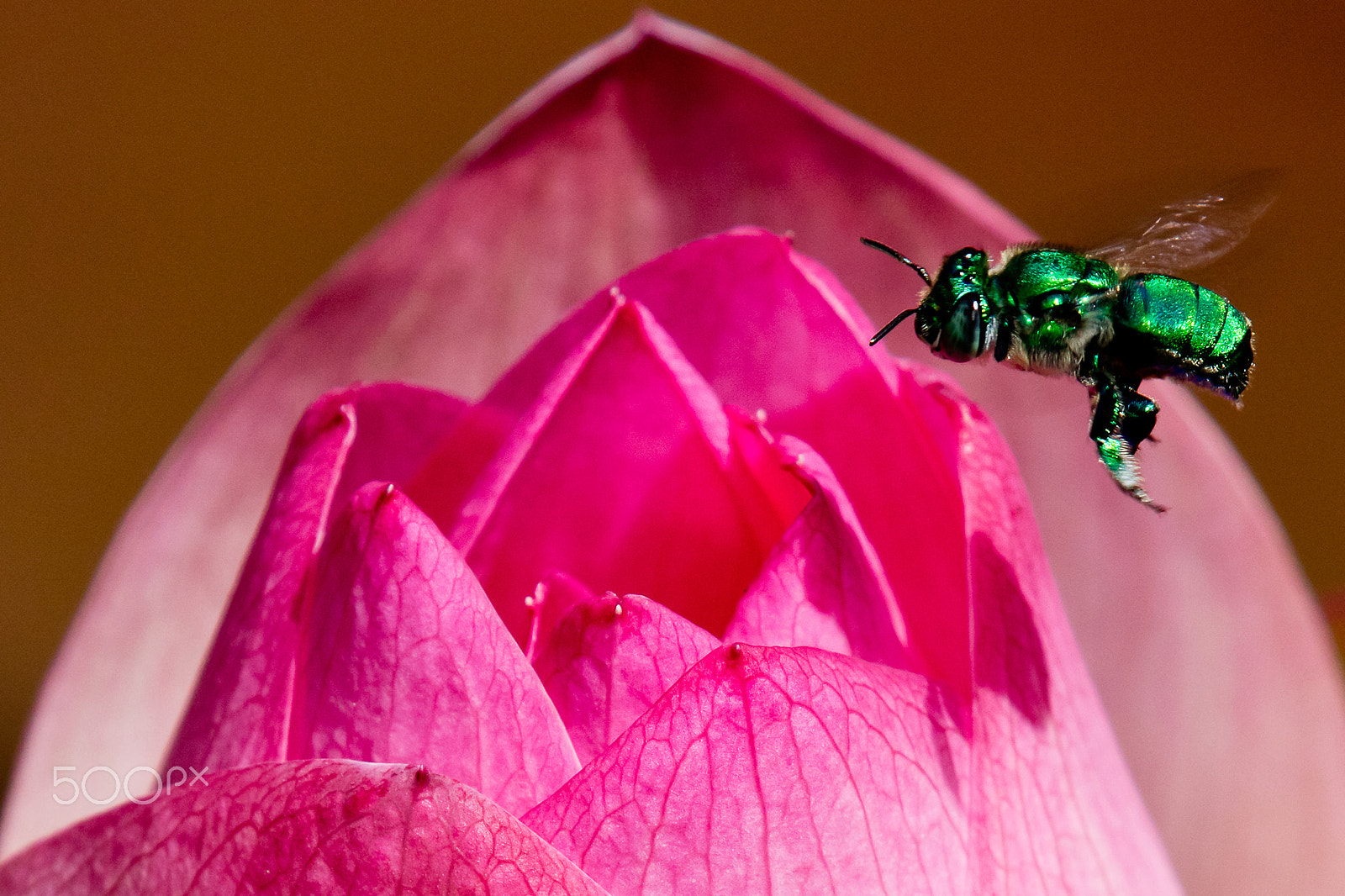 Canon EOS 5DS R sample photo. 5dsr1865.jpg photography