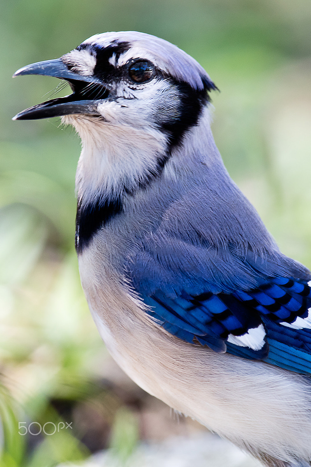 Canon EF 500mm F4L IS II USM sample photo. 5dsr9983.jpg photography