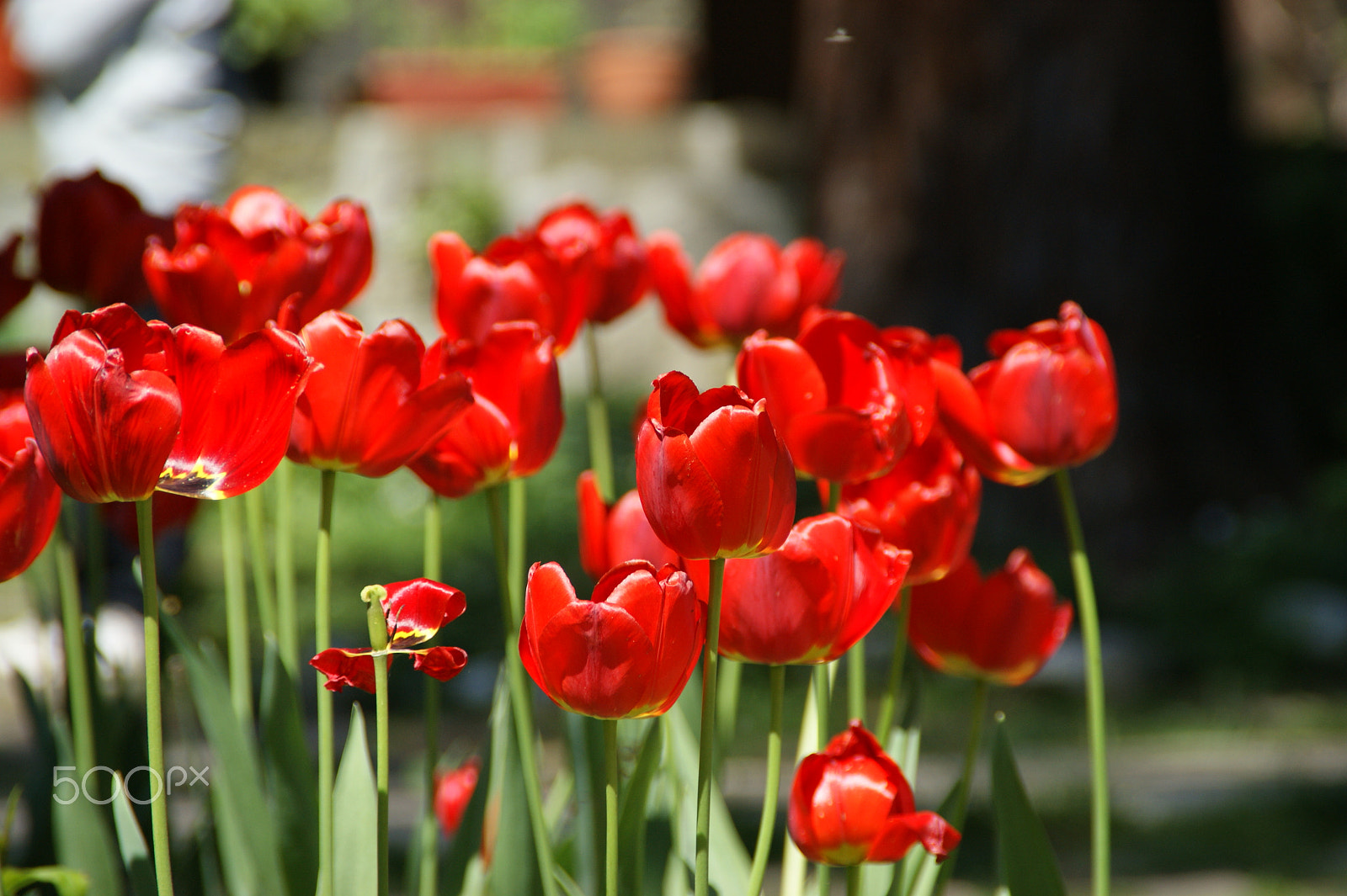 Sony Alpha DSLR-A350 sample photo. Red tulips photography