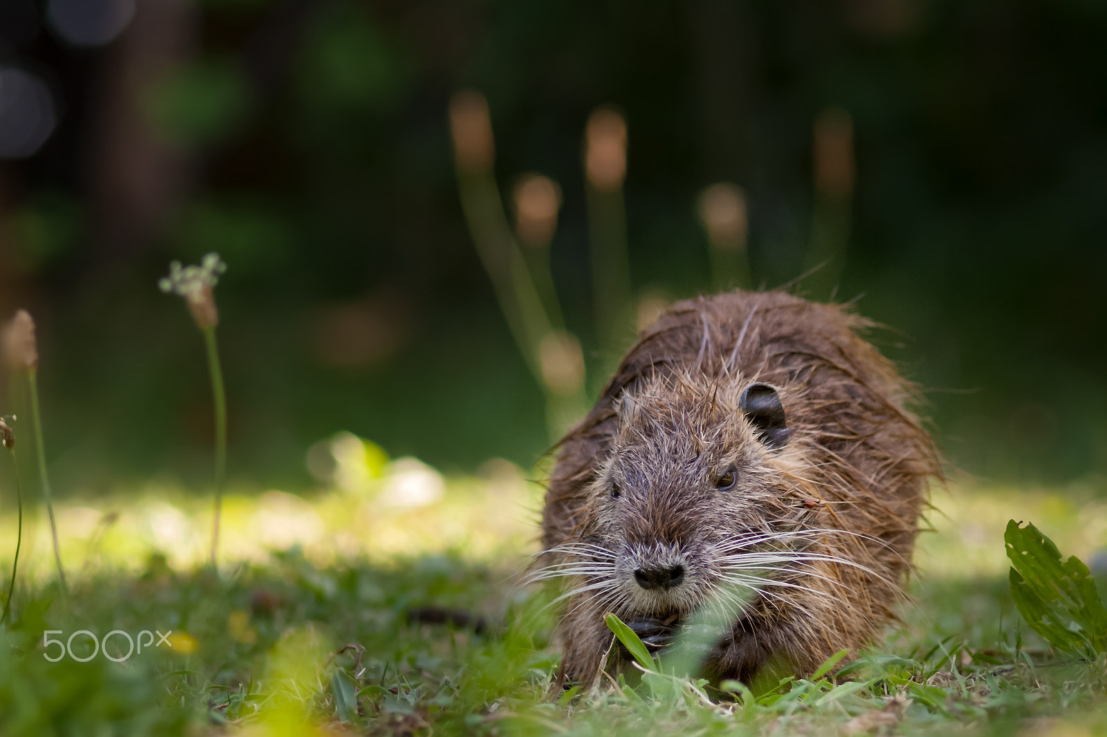 Nikon D2X sample photo. Young beaver 2 photography