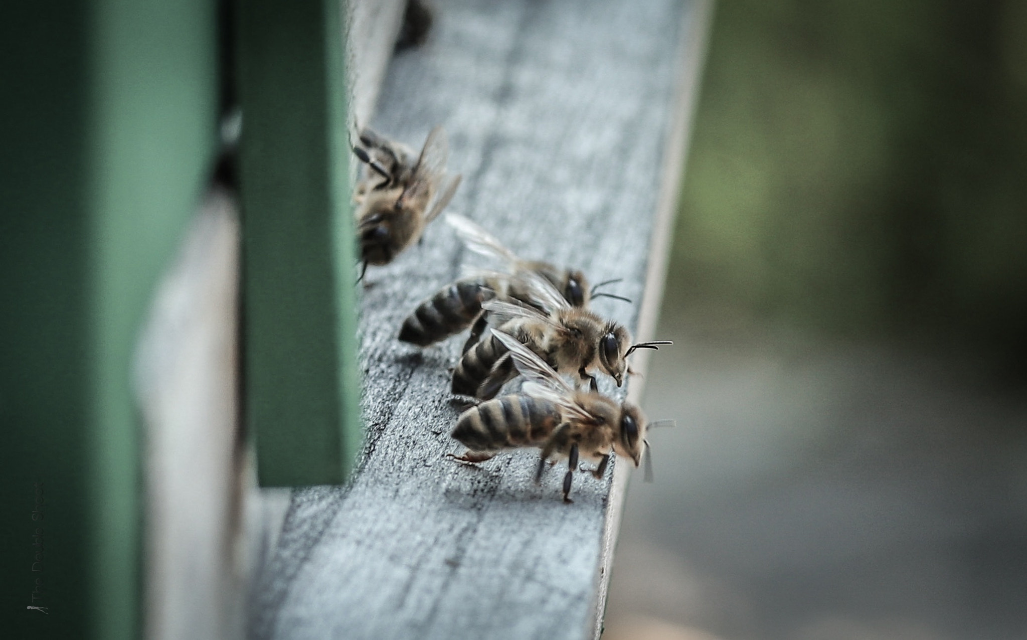 Canon EF-S 60mm F2.8 Macro USM sample photo. Bee photography