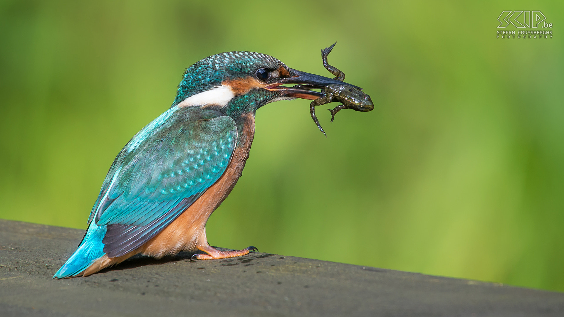 Nikon D610 + Sigma 50-500mm F4.5-6.3 DG OS HSM sample photo. Kingfisher with frog photography