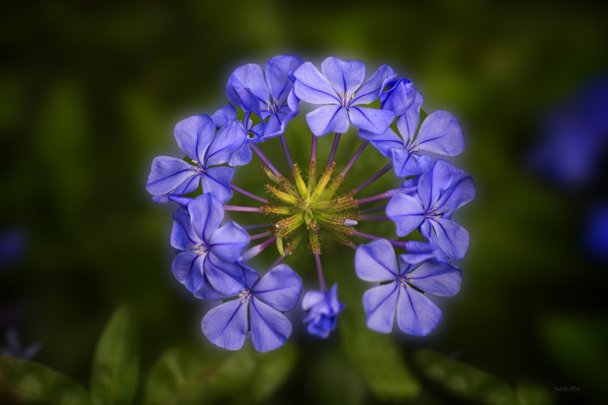 Sony Alpha DSLR-A850 + Minolta AF 50mm F1.7 sample photo. La corona photography