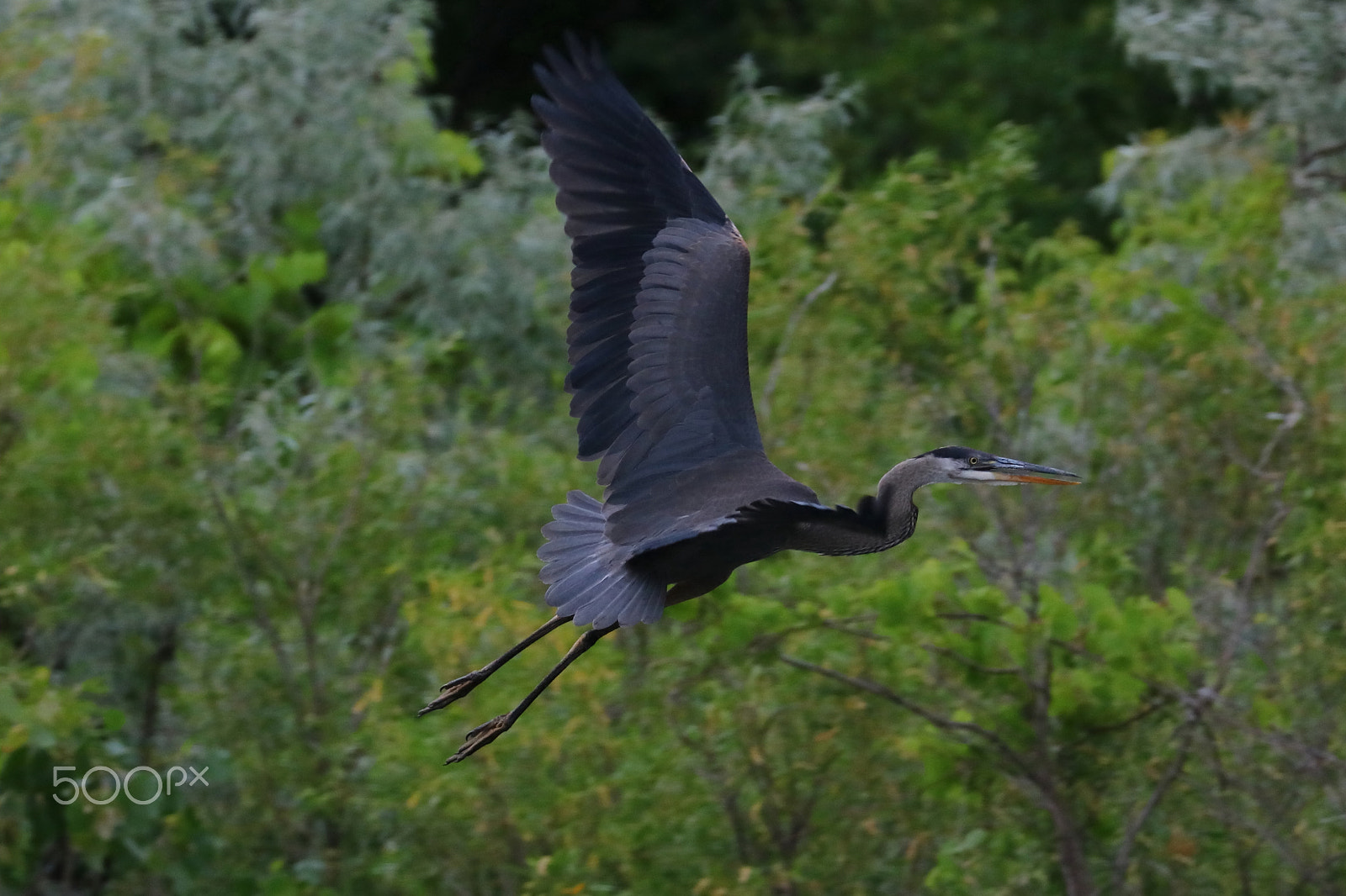 Canon EOS 760D (EOS Rebel T6s / EOS 8000D) sample photo. Great blue heron 01 photography
