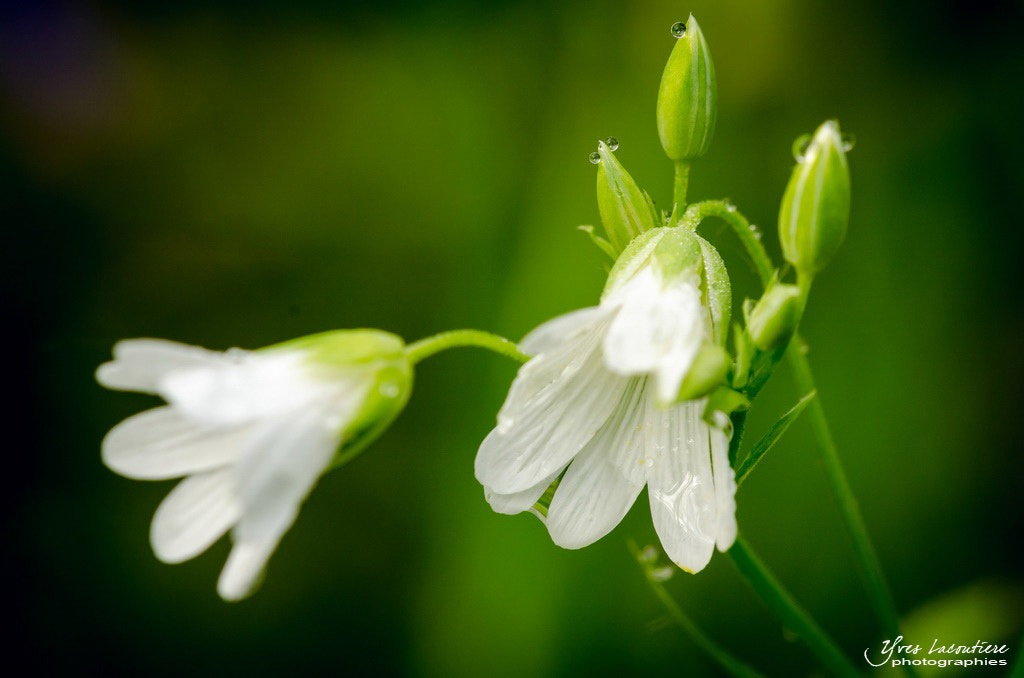 TAMRON SP 180mm F3.5 Di MACRO 1:1 B01N sample photo. Anemone sylvie photography