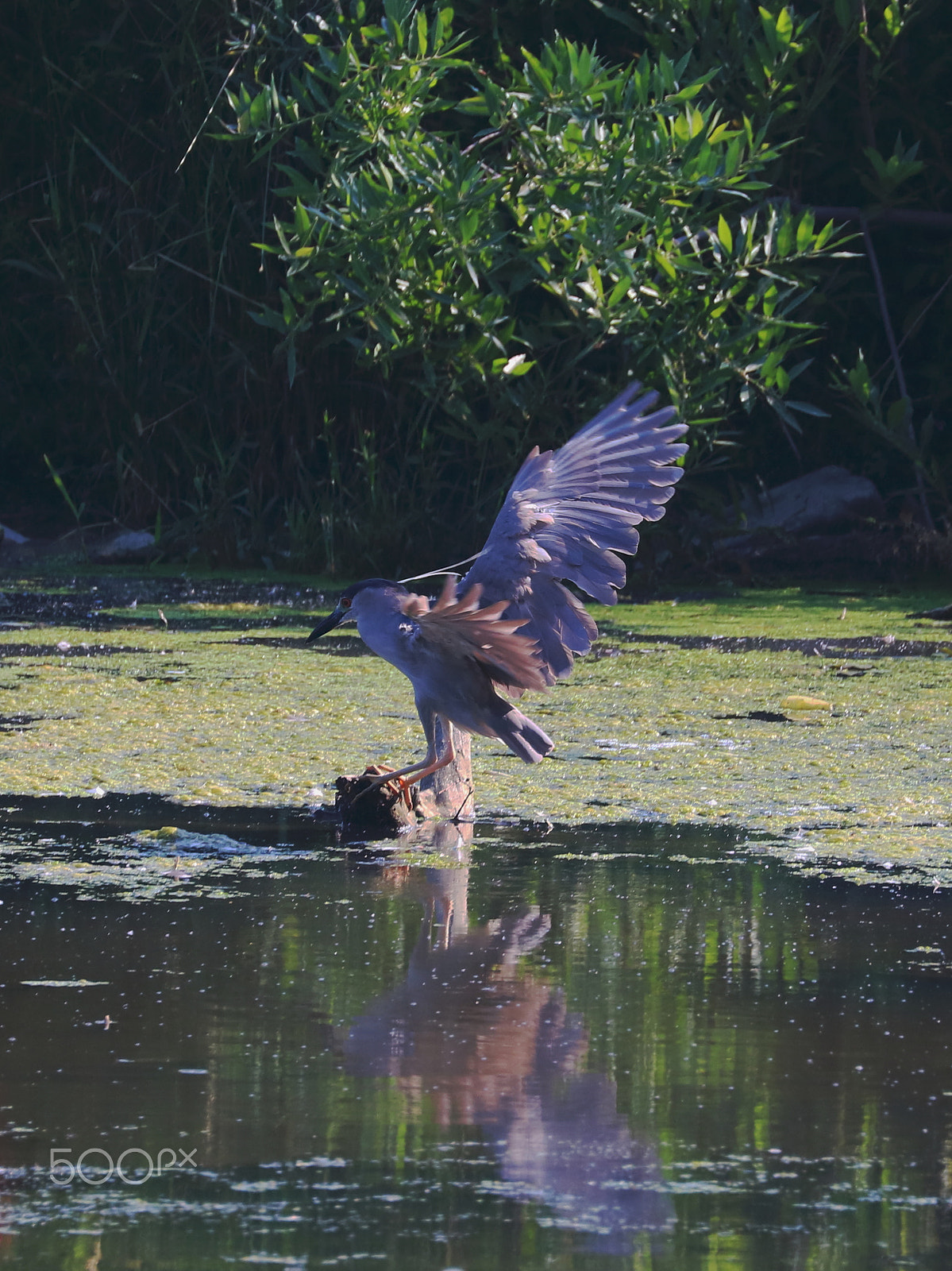 Canon EOS 760D (EOS Rebel T6s / EOS 8000D) sample photo. Black crowned night heron photography