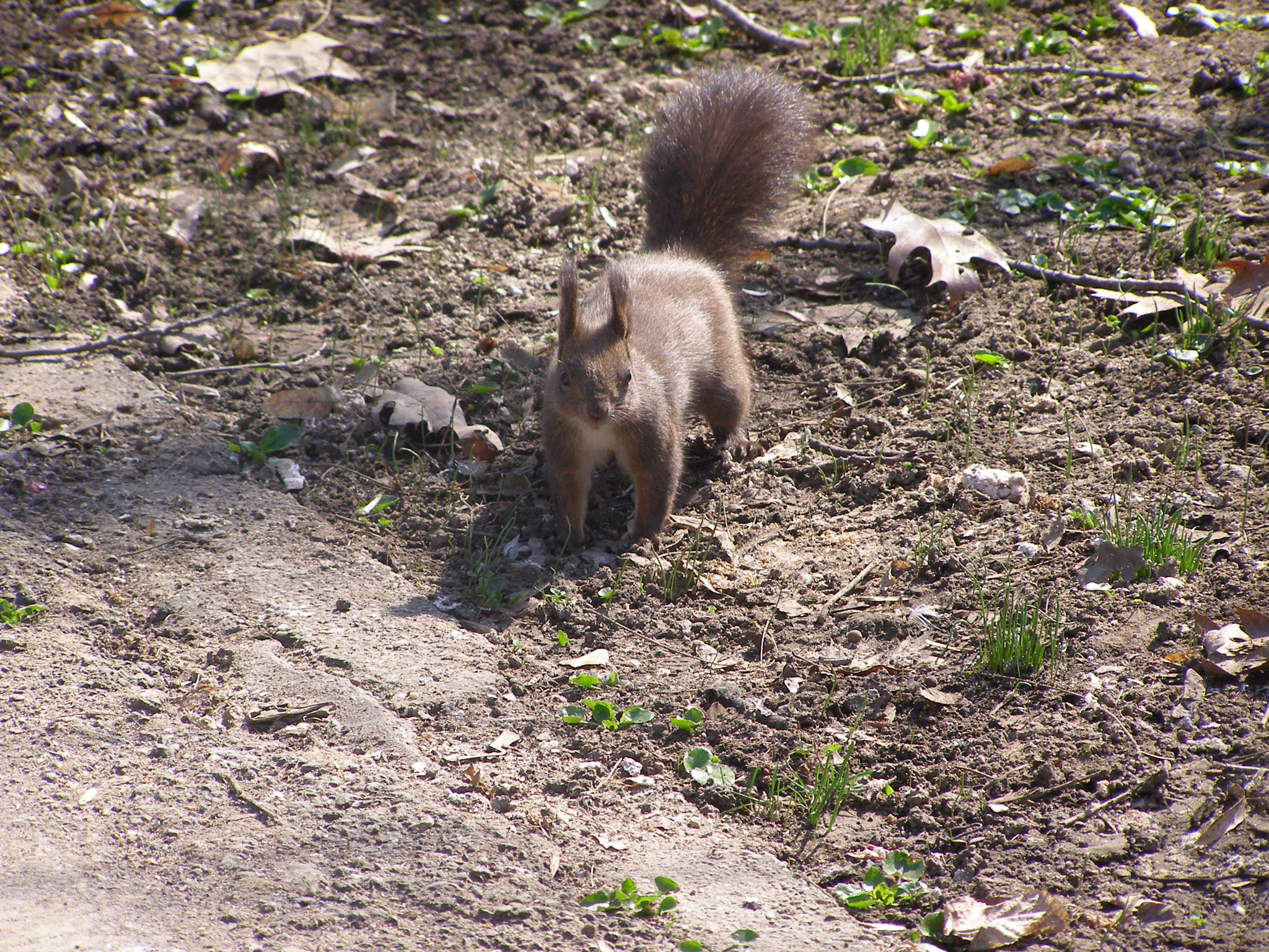 Olympus SP500UZ sample photo. Searching for food photography