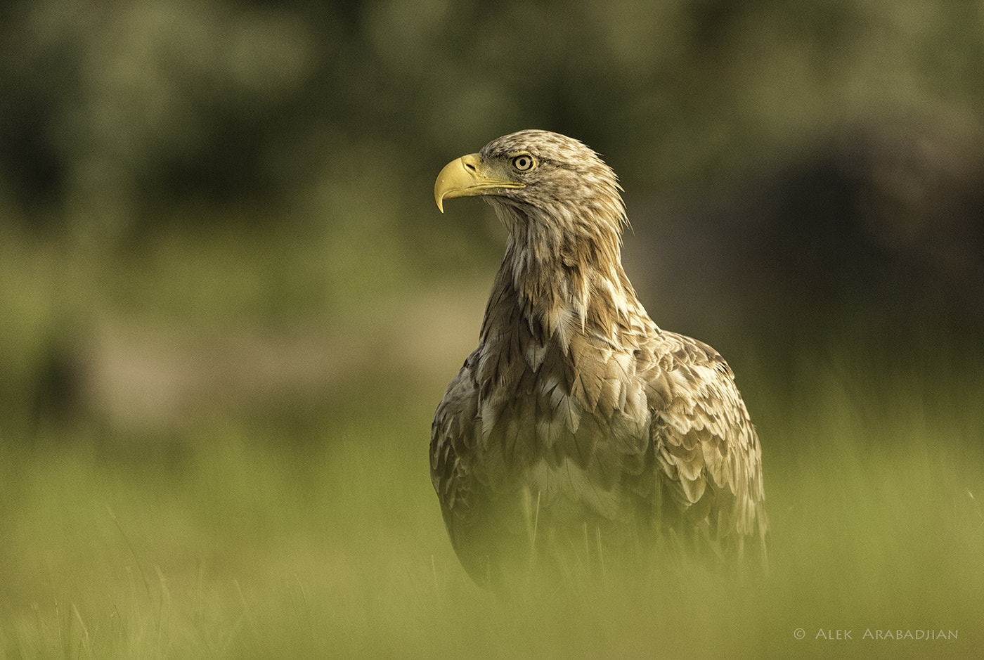 Nikon AF-S Nikkor 400mm F2.8E FL ED VR sample photo. The king of europe photography