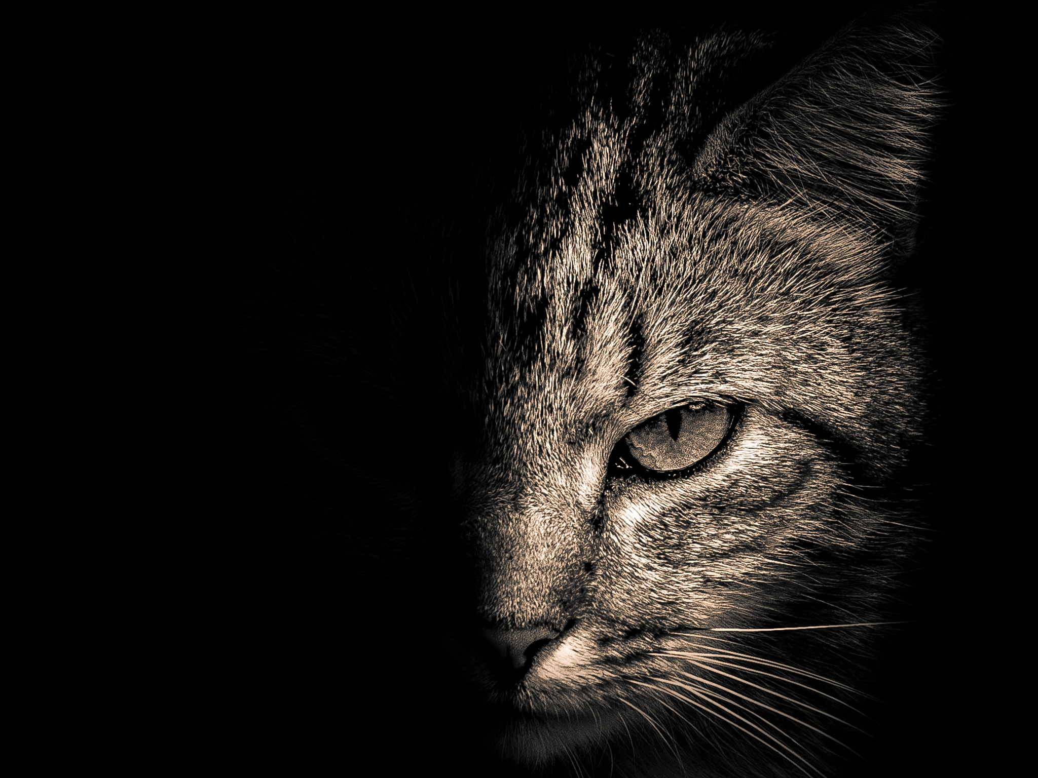 Canon EF 70-300mm F4-5.6 IS USM sample photo. Cat's portrait photography