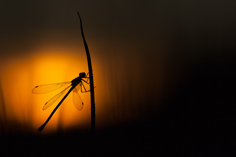 Canon EF 180mm F3.5L Macro USM sample photo. Green emerald damselfly in the late sunlight photography