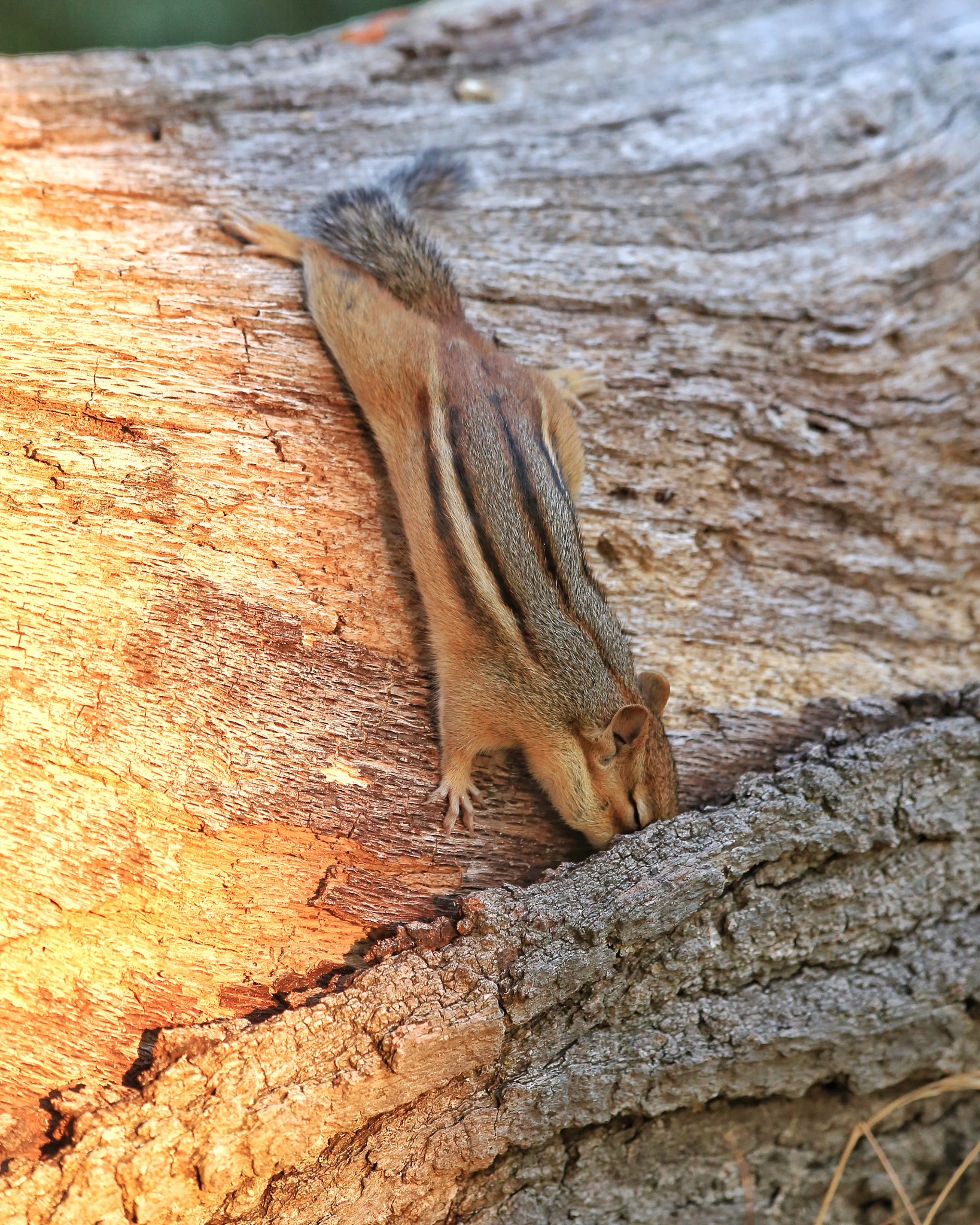Canon EF 70-300mm F4-5.6 IS USM sample photo