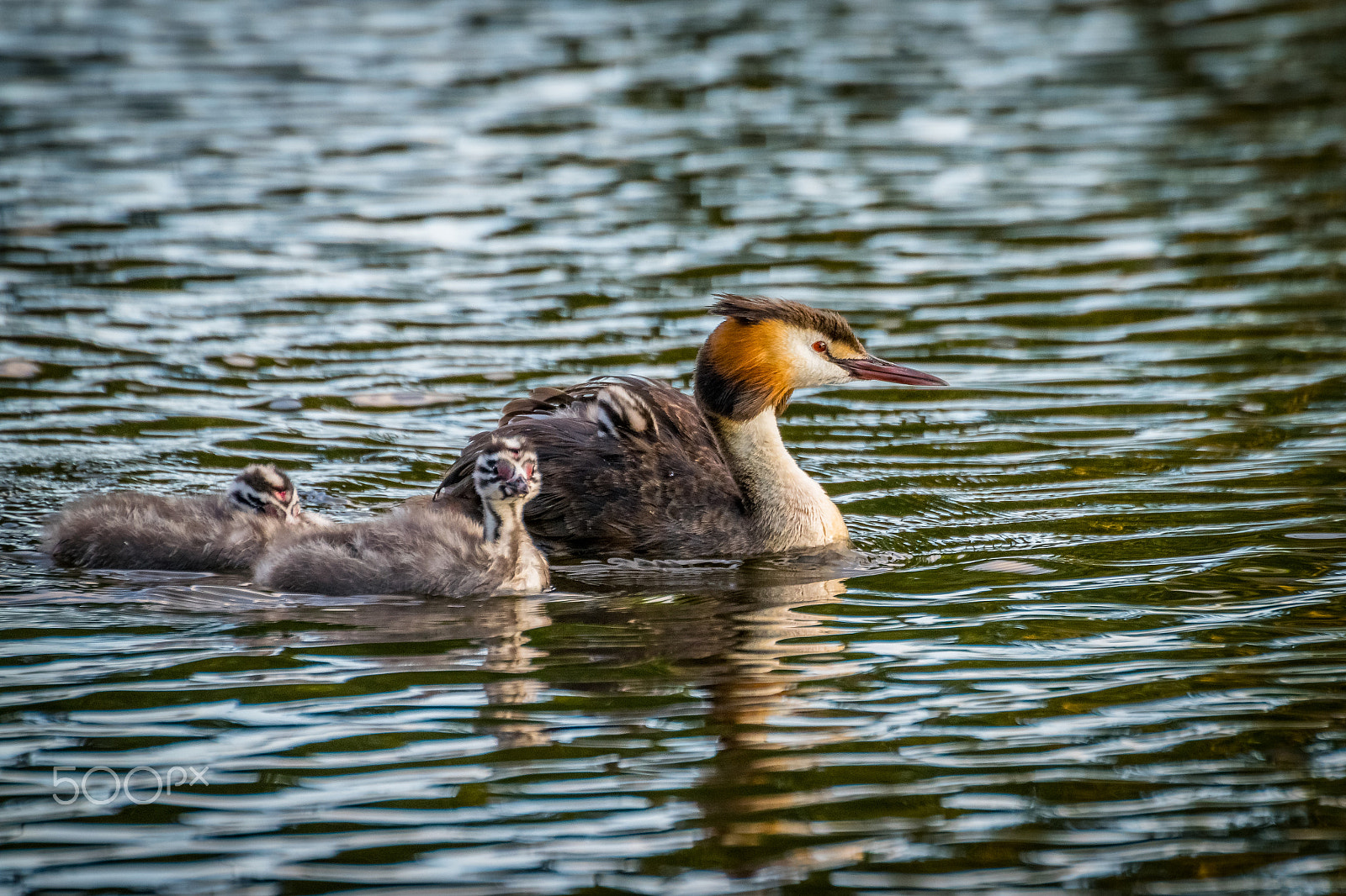 Nikon D5300 + Sigma 50-500mm F4.5-6.3 DG OS HSM sample photo. Great crested grebe, mother and 3 chicks. photography