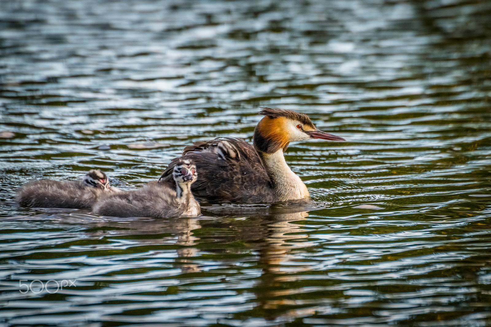 Sigma 50-500mm F4.5-6.3 DG OS HSM sample photo. Great crested grebe, mother and 3 chicks. photography
