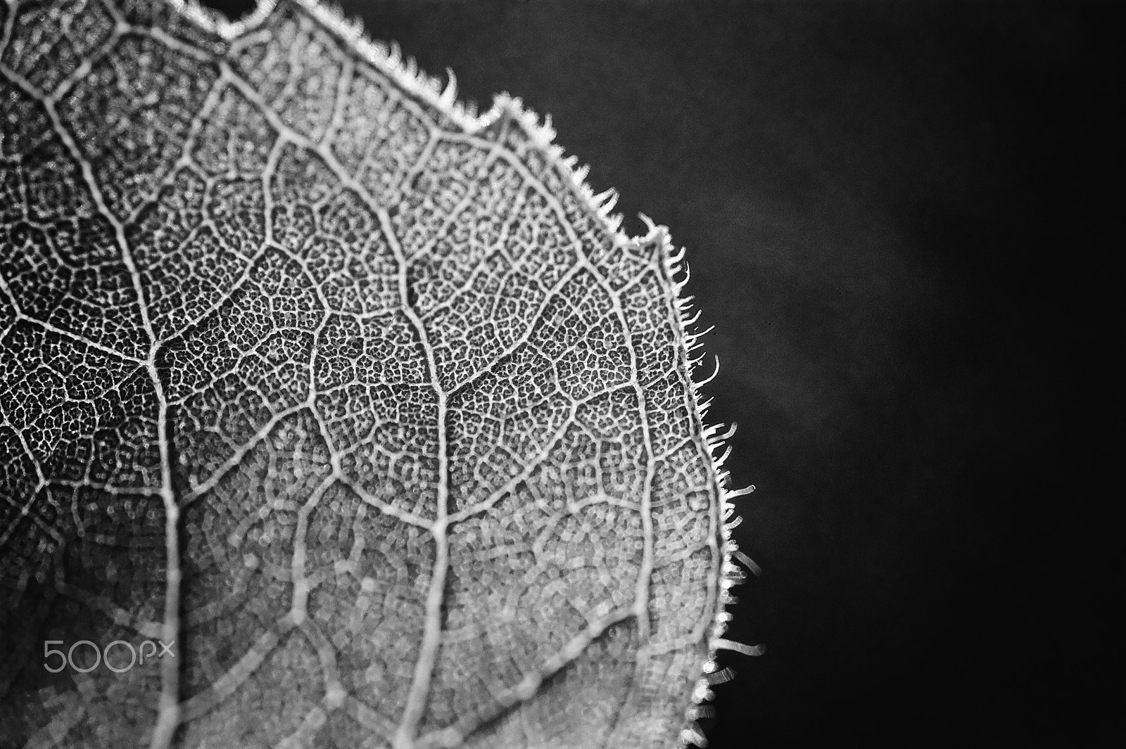 Nikon D700 + Sigma 105mm F2.8 EX DG Macro sample photo. Monochromatic details photography