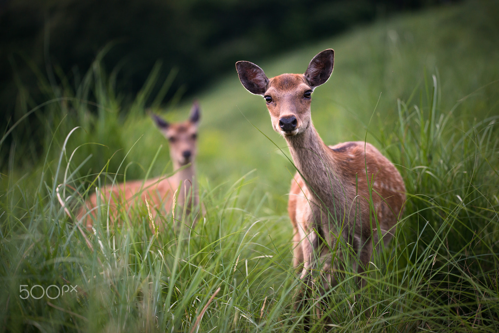 Sigma 150mm F2.8 EX DG OS Macro HSM sample photo. Deer photography