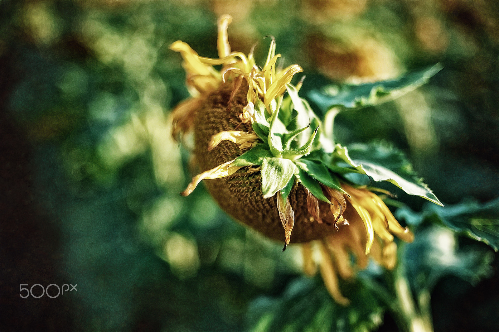 Nikon D700 + AF Nikkor 50mm f/1.4 sample photo. Floating photography