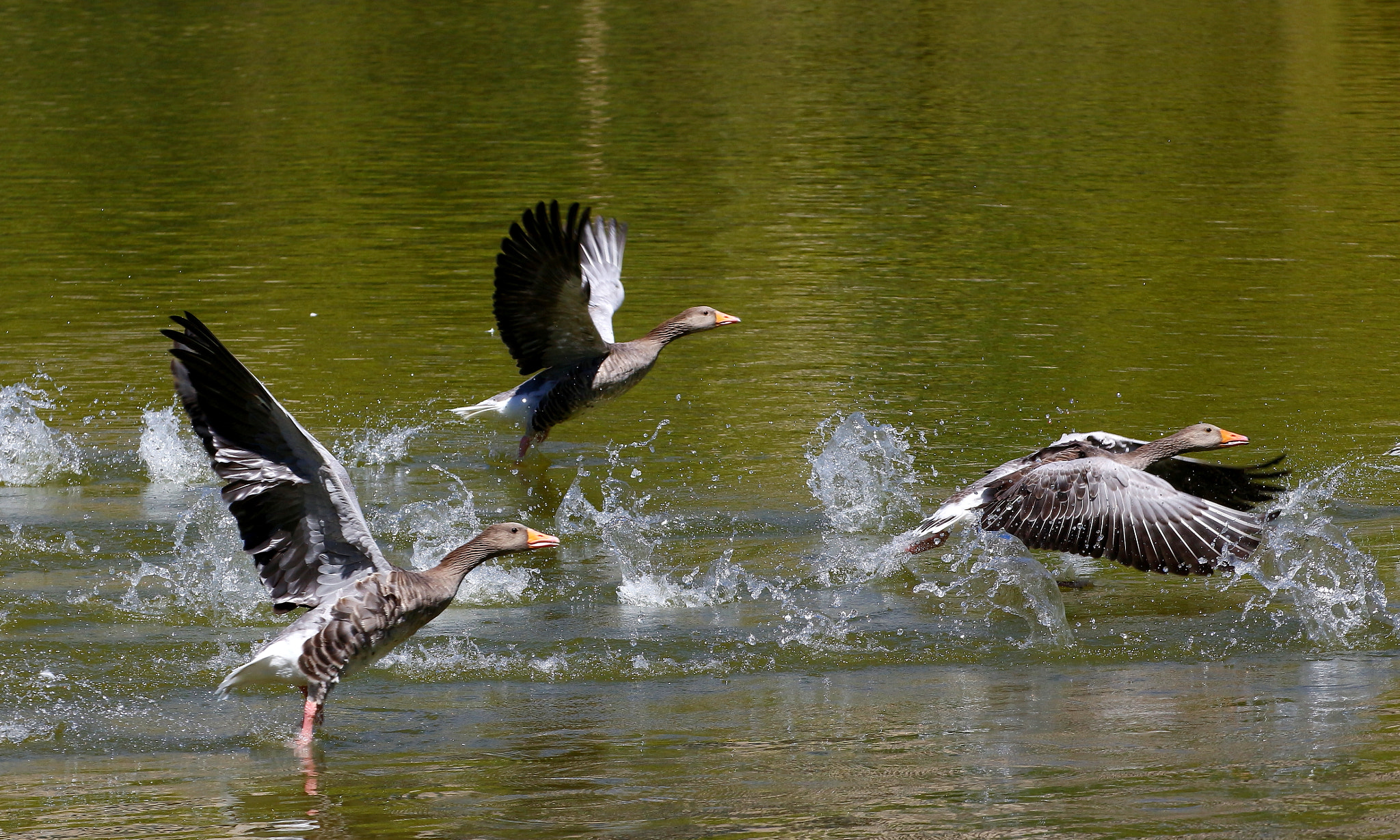 Tamron SP 35mm F1.8 Di VC USD sample photo. Flying geese photography