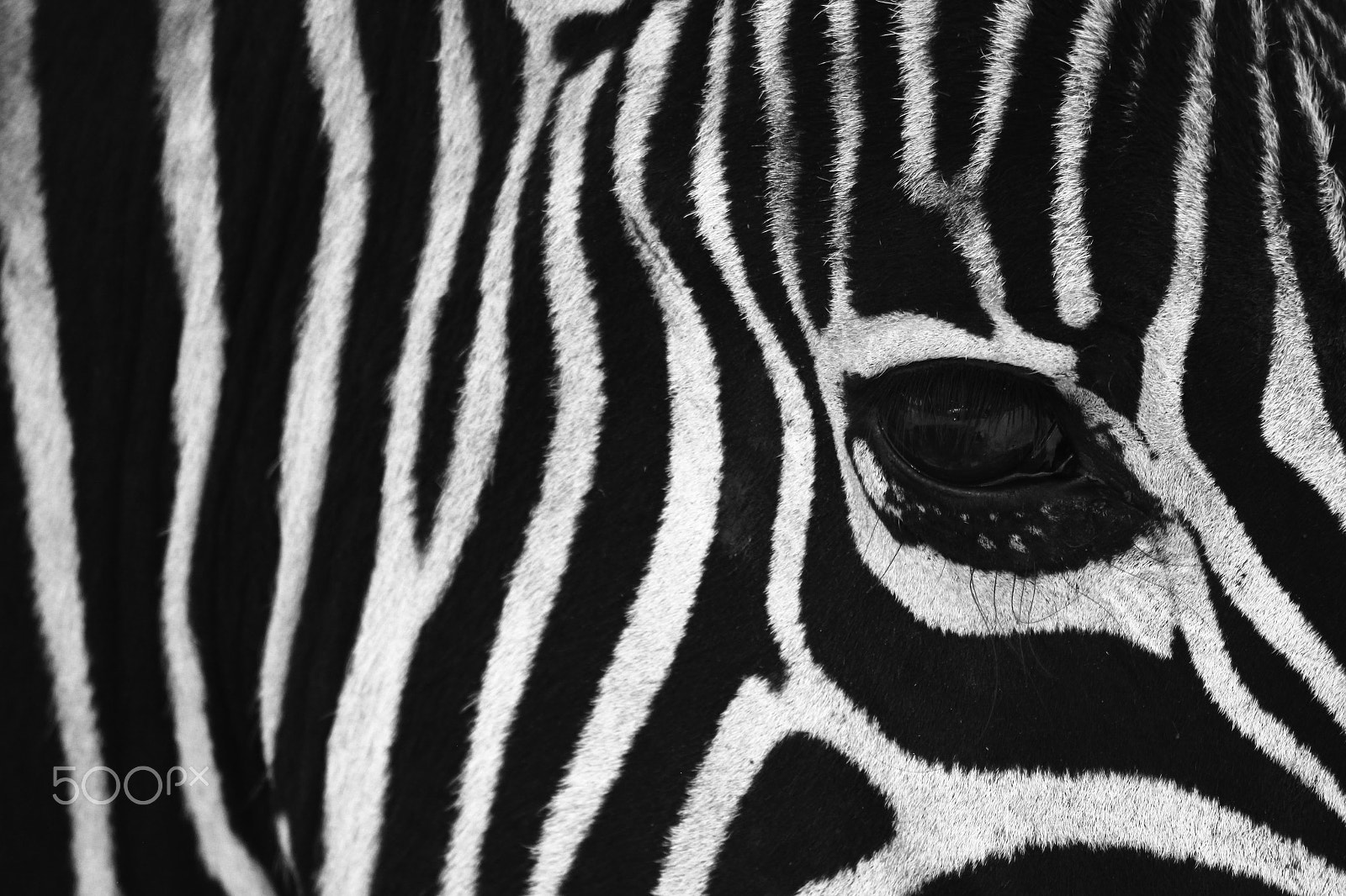 Canon EOS 650D (EOS Rebel T4i / EOS Kiss X6i) sample photo. Zebra photography