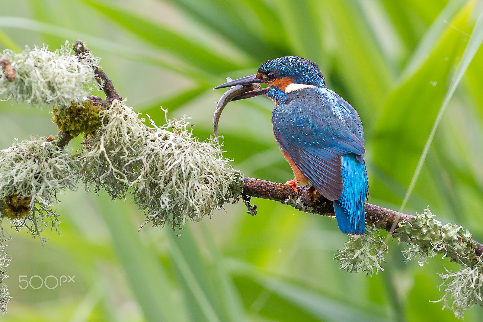 Canon EF 300mm F2.8L IS II USM sample photo. Kingfisher with fish photography