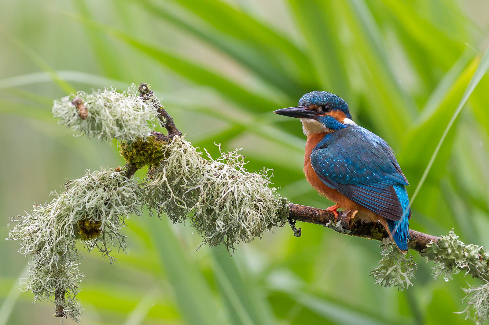 Canon EF 300mm F2.8L IS II USM sample photo. Kingfisher photography