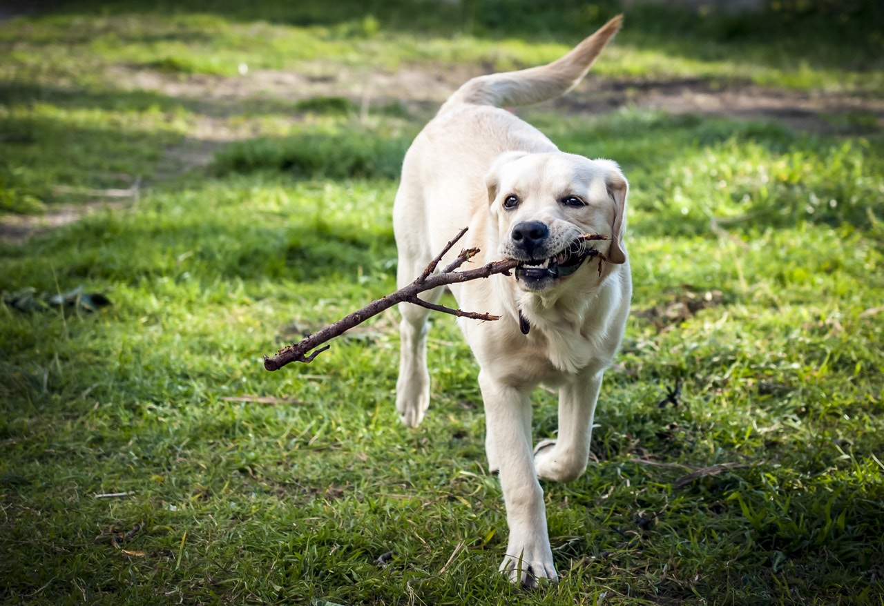 Nikon AF-S DX Micro Nikkor 40mm F2.8 sample photo. Kenia playing with a branch photography