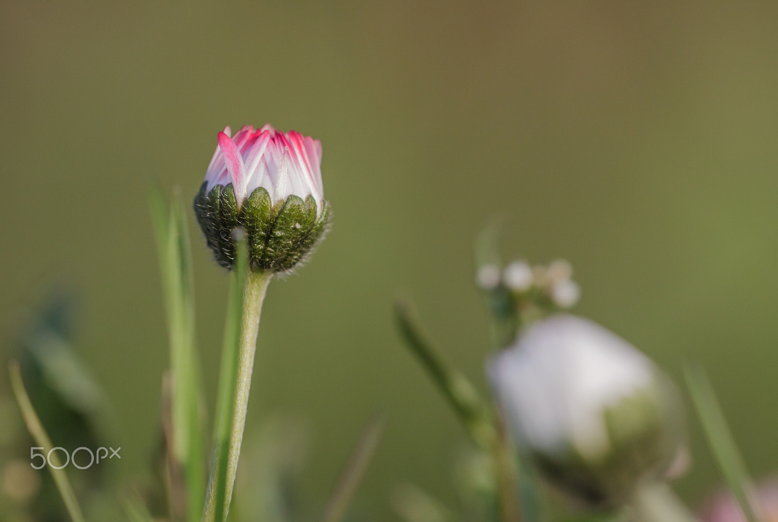 Canon EF 180mm F3.5L Macro USM sample photo. Daisy photography