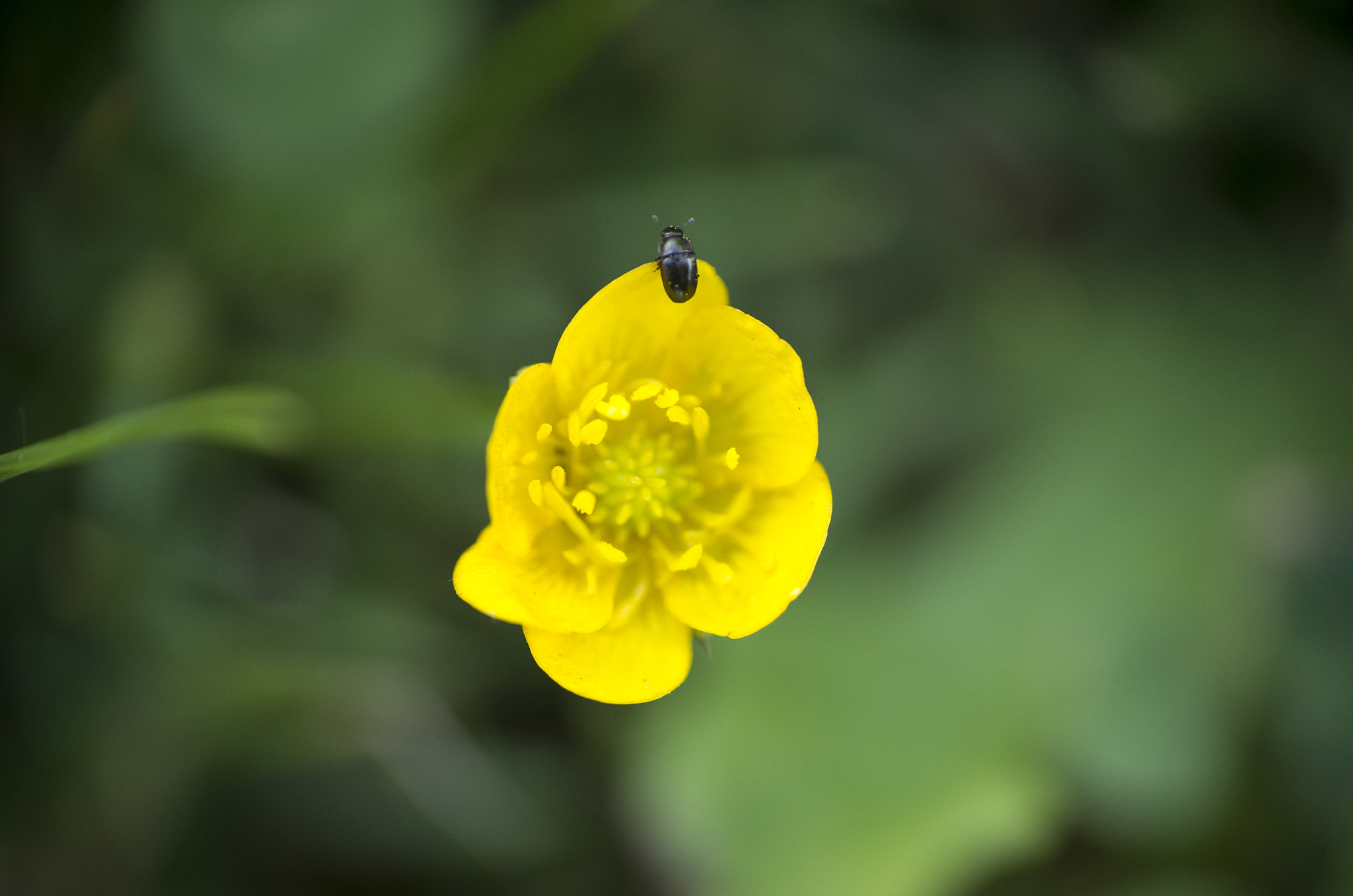 Tamron AF 28-75mm F2.8 XR Di LD Aspherical (IF) sample photo. Bug photography
