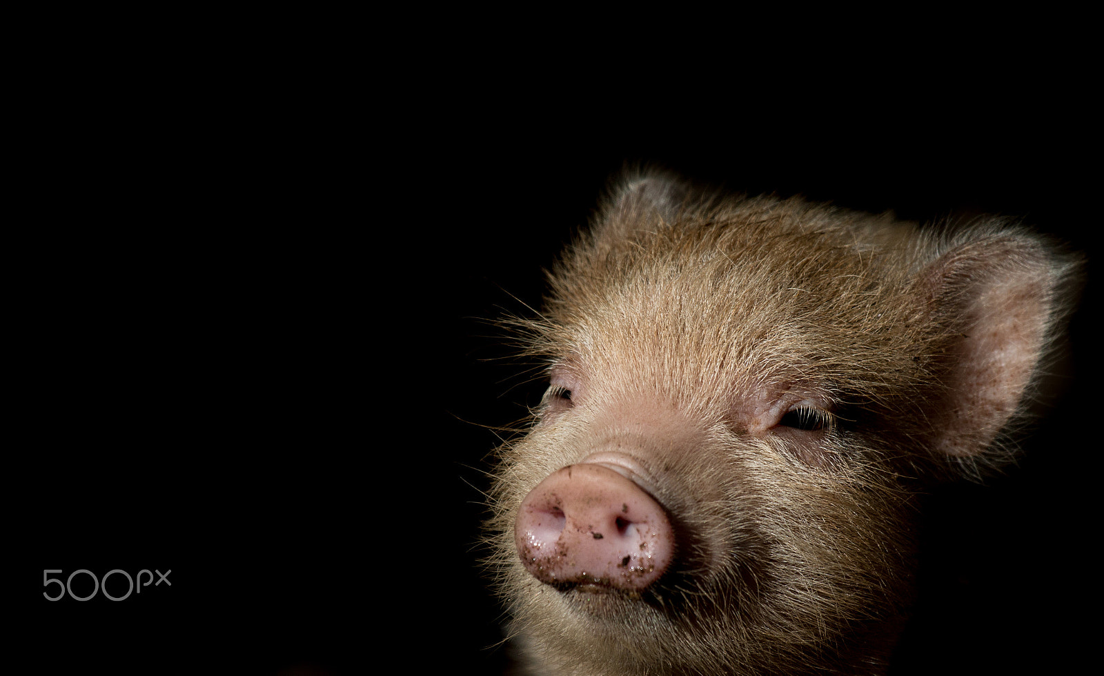 Canon EOS 70D + Canon EF 100-400mm F4.5-5.6L IS USM sample photo. Portrait of a pig photography
