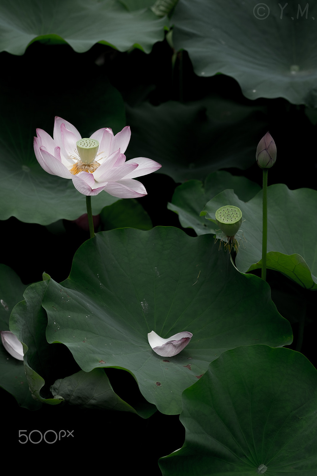 Fujifilm X-M1 + Fujifilm XF 60mm F2.4 R Macro sample photo. Lotus photography